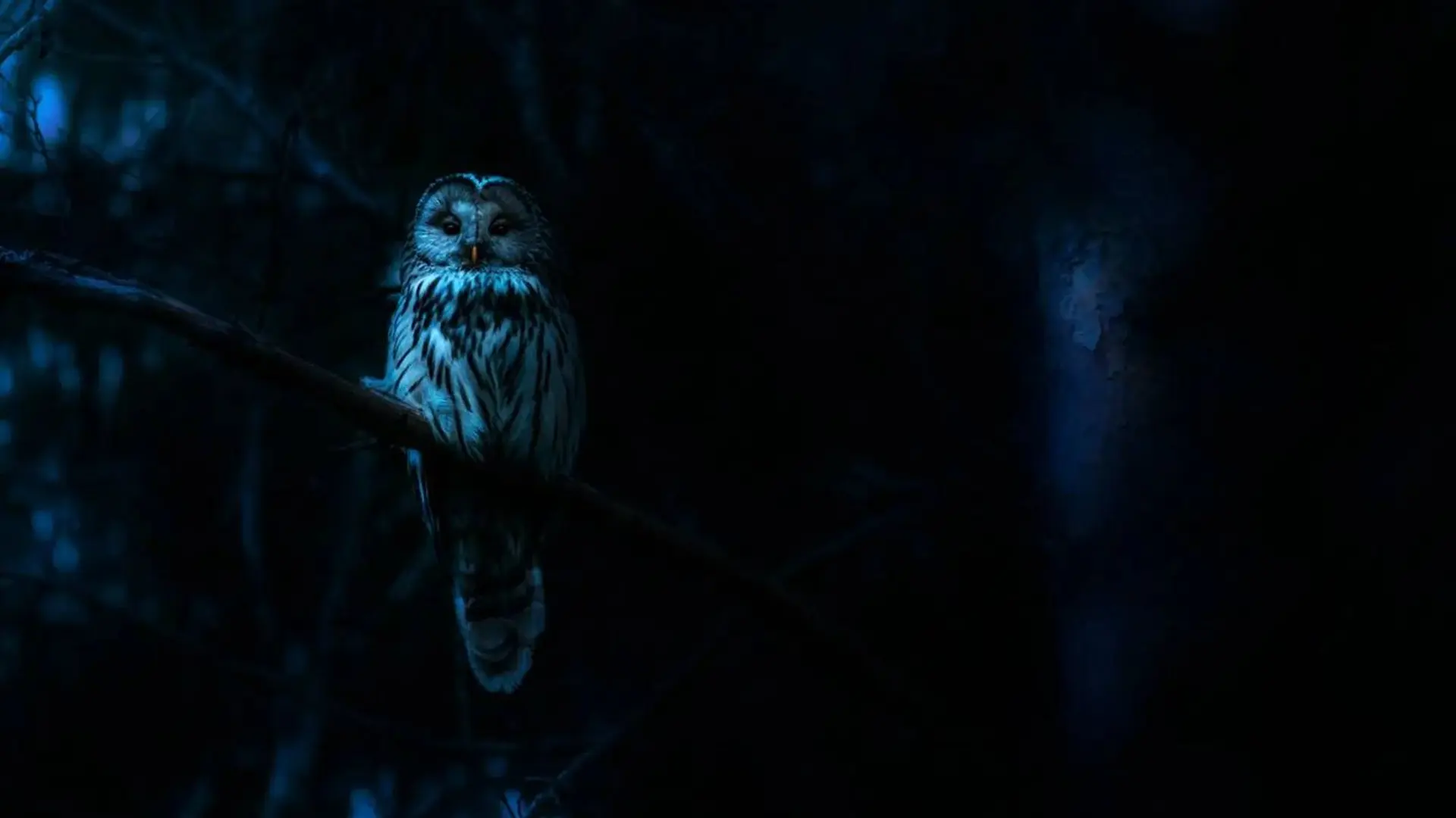 Horror en natuur komen samen in 'Nightmares of Nature', een nieuwe Netflix-serie van Blumhouse