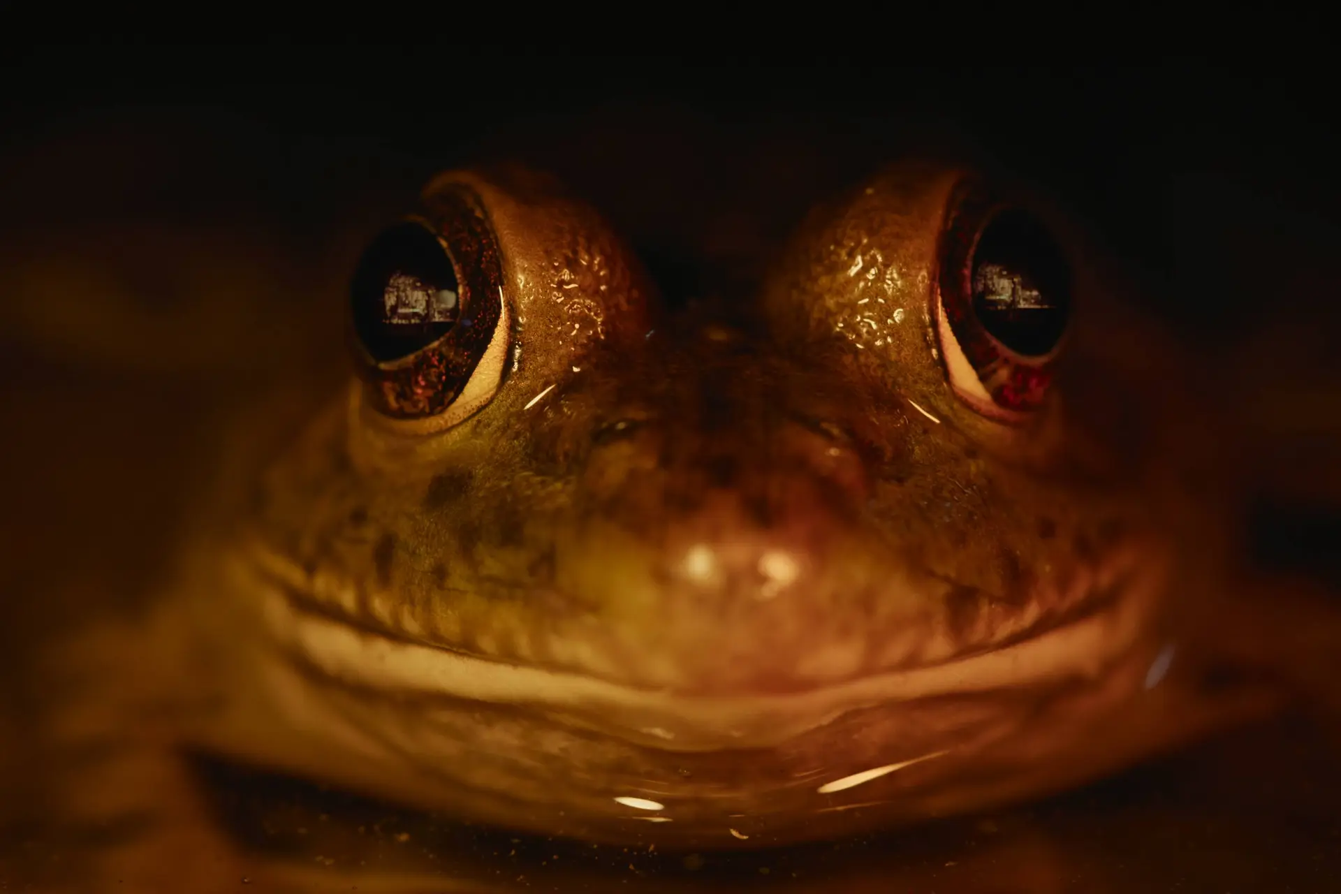 Natuur en horror komen op unieke wijze samen in gloednieuwe Netflix-serie van Blumhouse