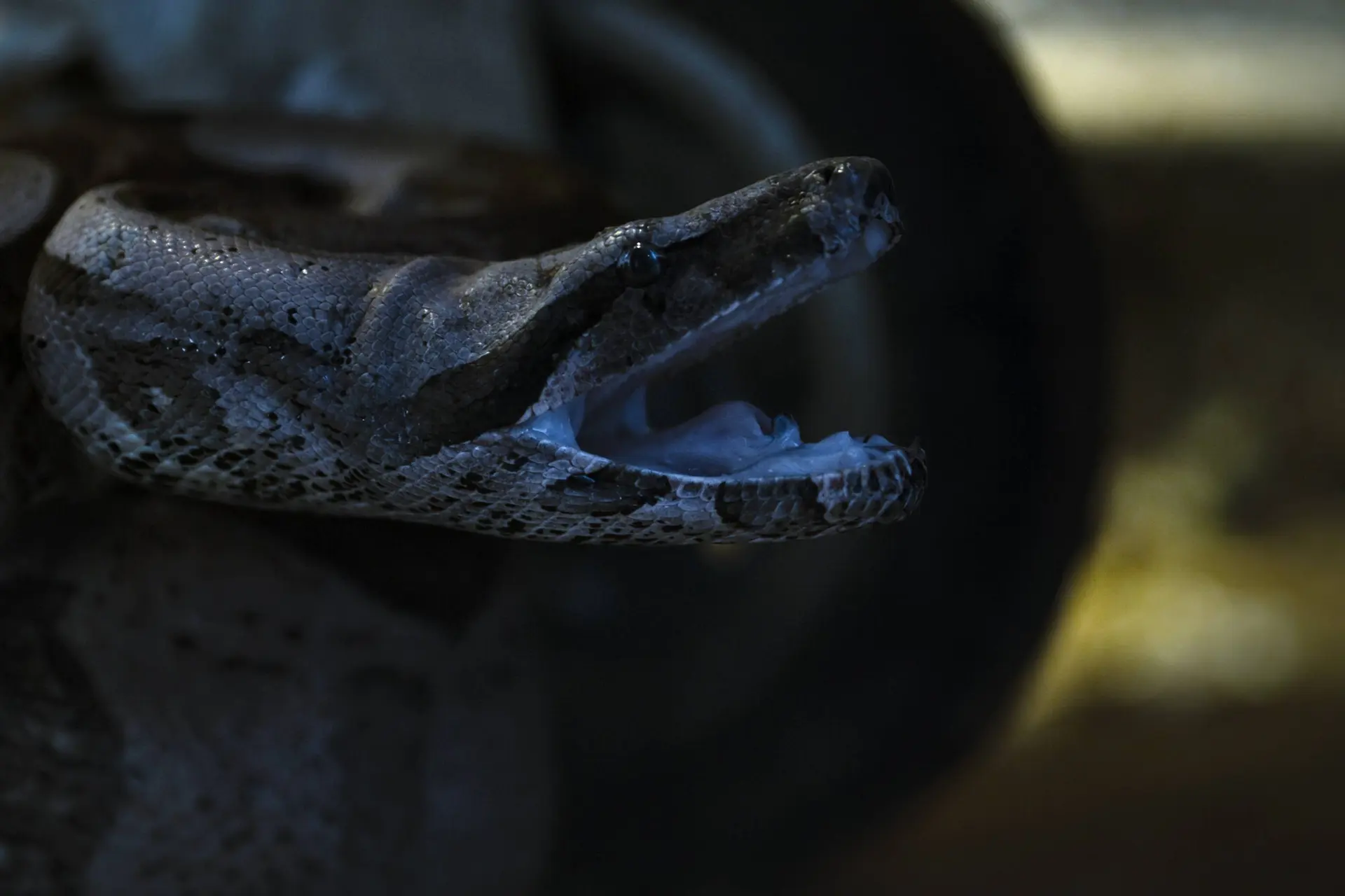 Nieuw seizoen van unieke Blumhouse-horrorserie vanaf vandaag te zien op Netflix