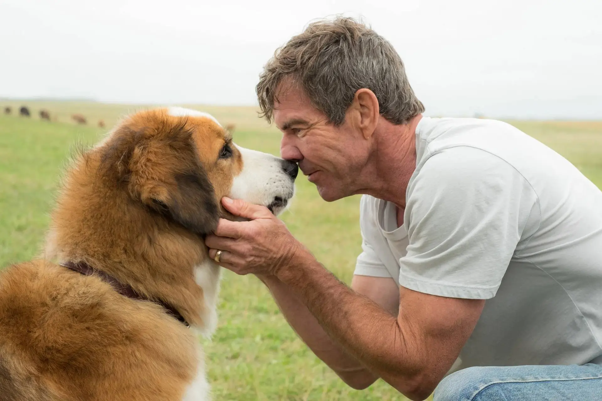 Dennis Quaid nog dit jaar op Netflix te zien in gloednieuwe hondenfilm