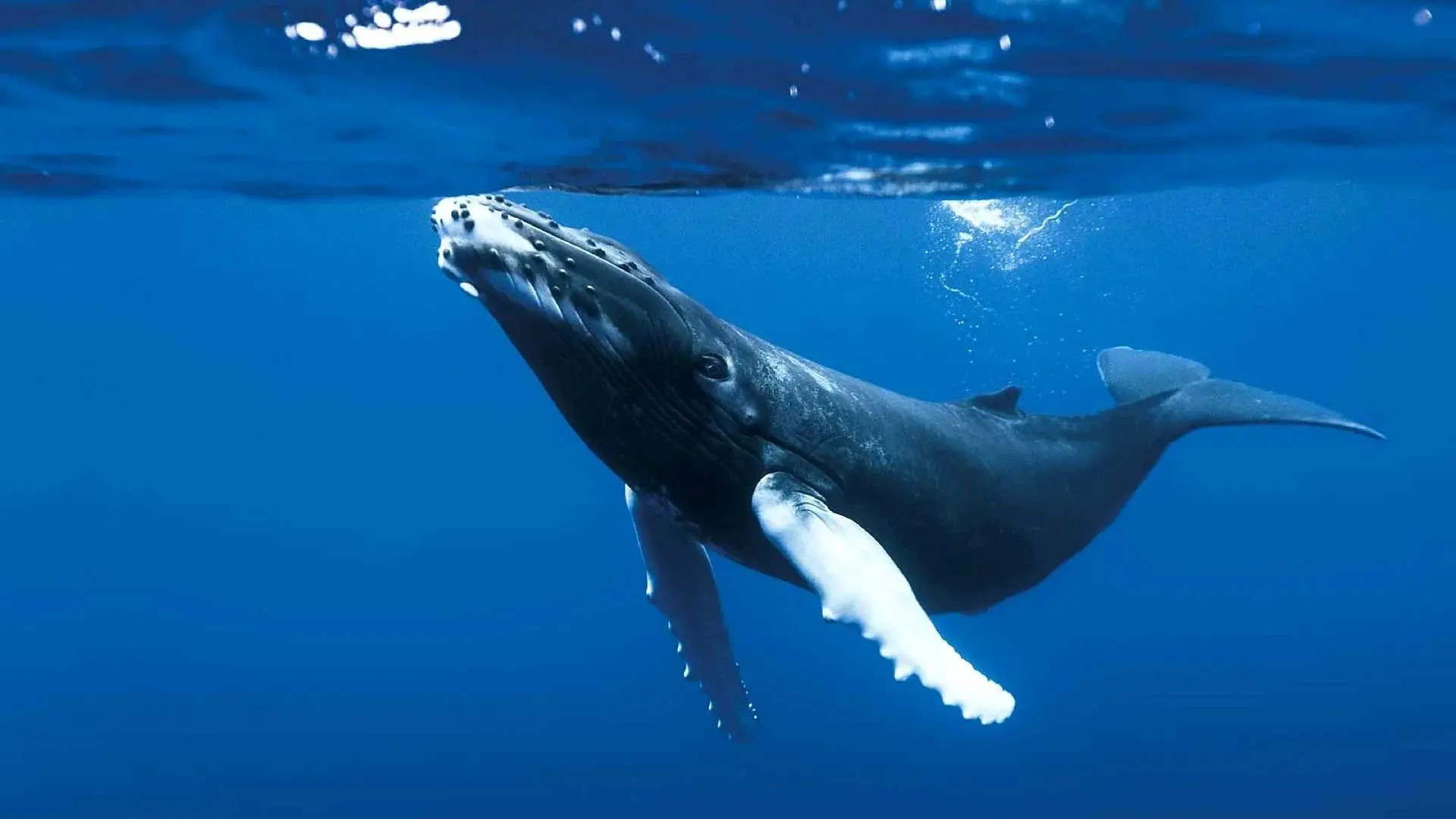 BBC en David Attenborough slaan de handen ineen voor 'Blue Planet III'