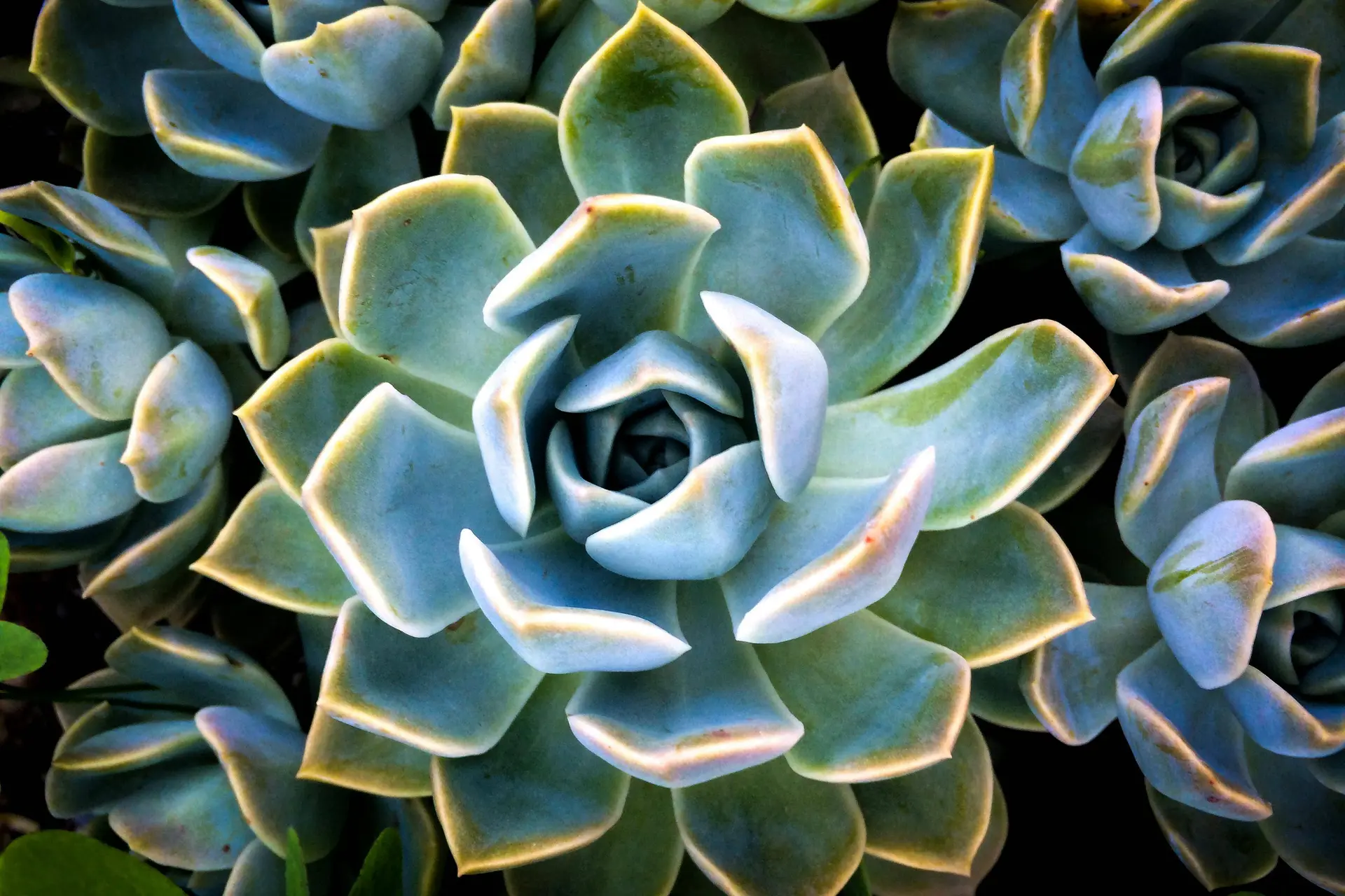 Dit zijn de agave trends die in 2025 verwacht worden: Van China tot aan afstappen van mezcal