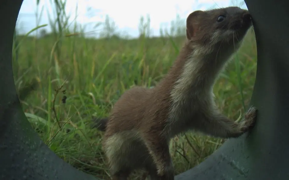 stoat tubecam 2023