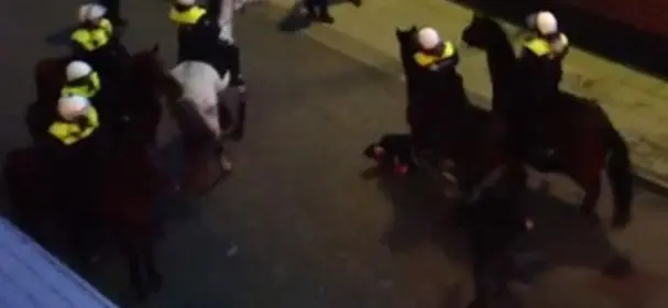 paard politie