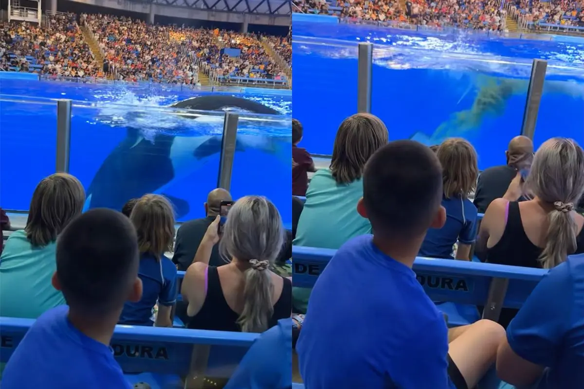Speltip 76: Nooit in de splashzone zitten bij Orka show, Orka kan weleens poepen