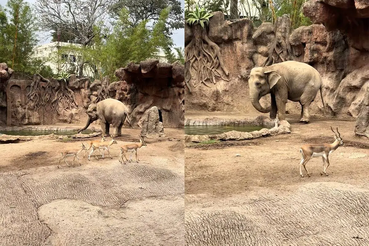 Olifant redt gazelle van verdrinkingsdood in dierentuin – hartverwarmende beelden gaan viraal