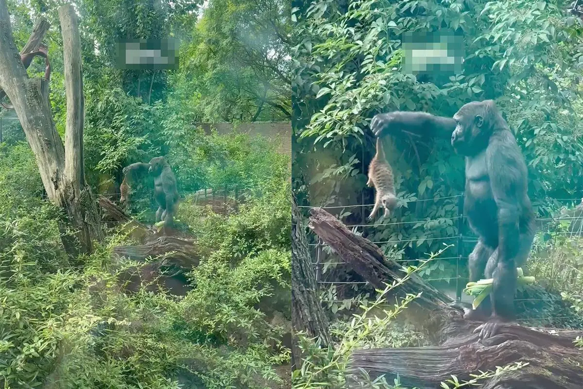 Gorilla in ARTIS tilt stokstaartje op en laat het vallen: video gaat viraal