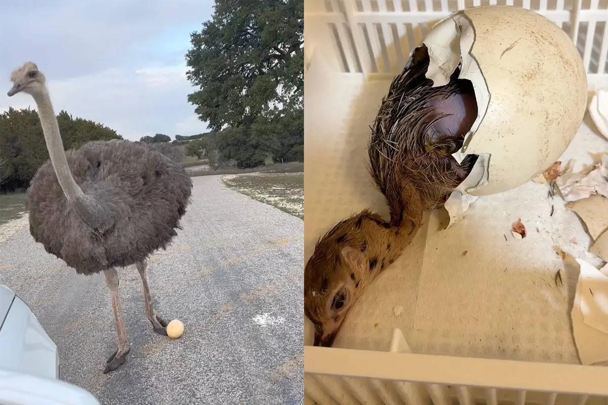 Struisvogelei gevonden, familie voedt het kuiken op