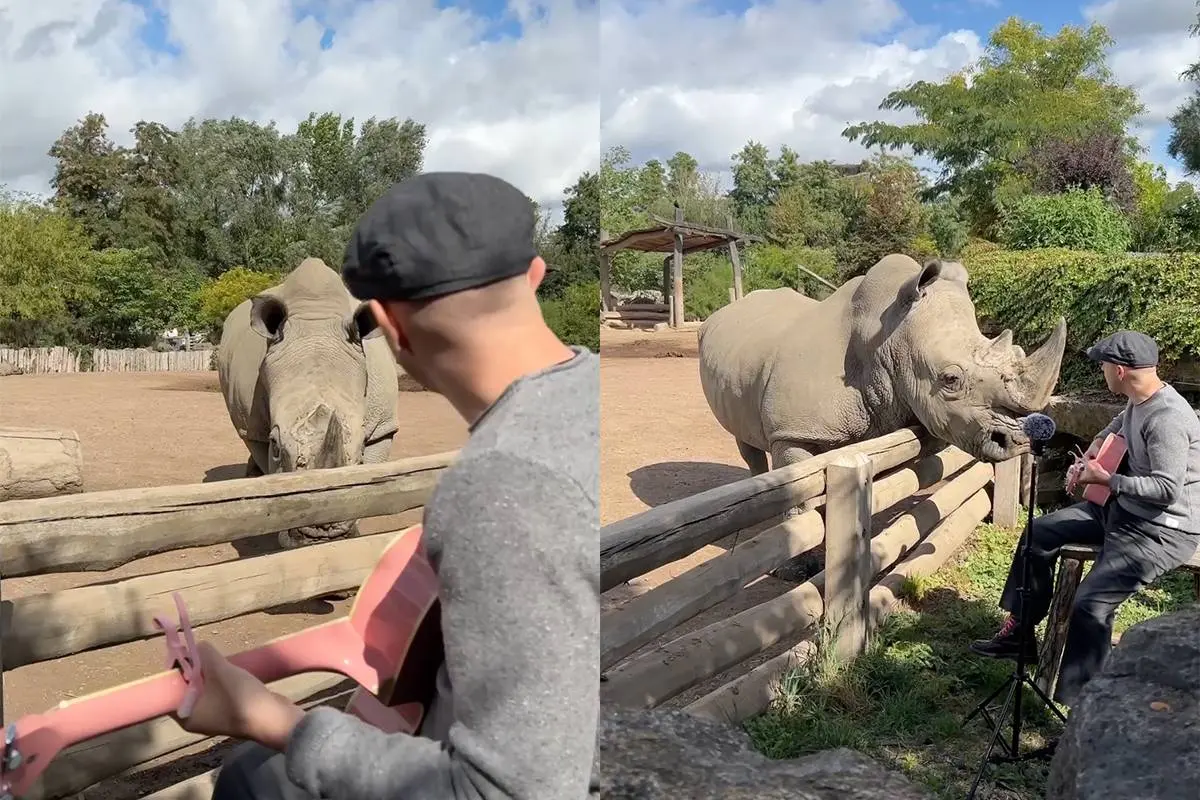 Lief: Muzikant speelt voor neushoorn