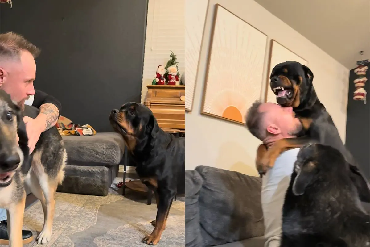 Onschuldig of zorgwekkend? Rottweiler boos op baas omdat hij een andere hond aandacht geeft