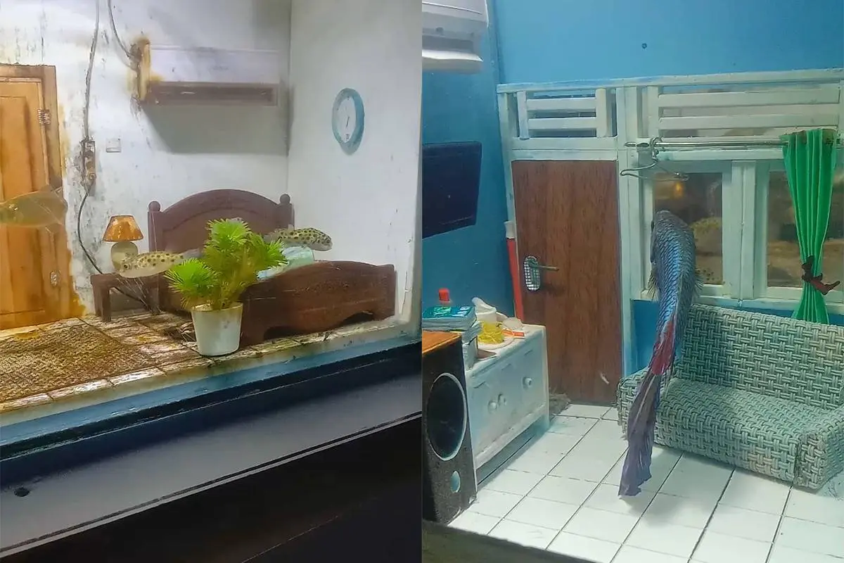 Origineel idee voor je aquarium, vissen voelen zich er ‘thuis’