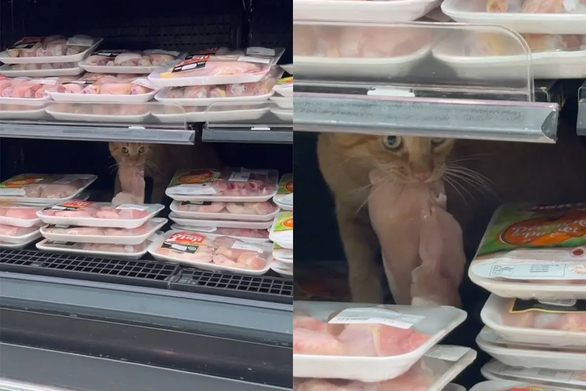 Kat regelt zijn eigen eten in de supermarkt