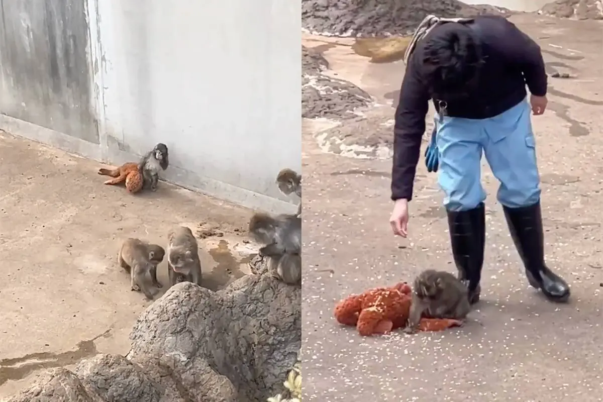 🐒 Baby-aapje Punch verovert het internet – en dit is waarom iedereen hem deelt