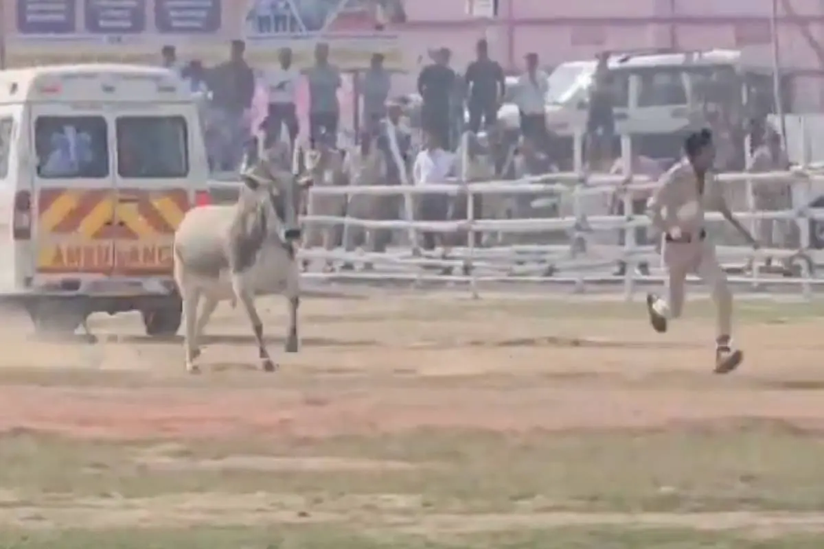 Stier laat politie rennen in India