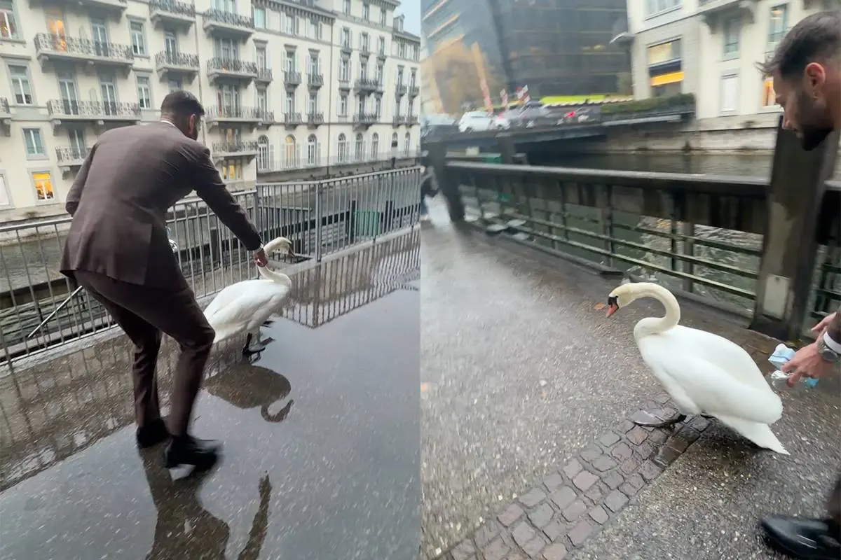 Man die zwaan het water in wijst gaat viraal