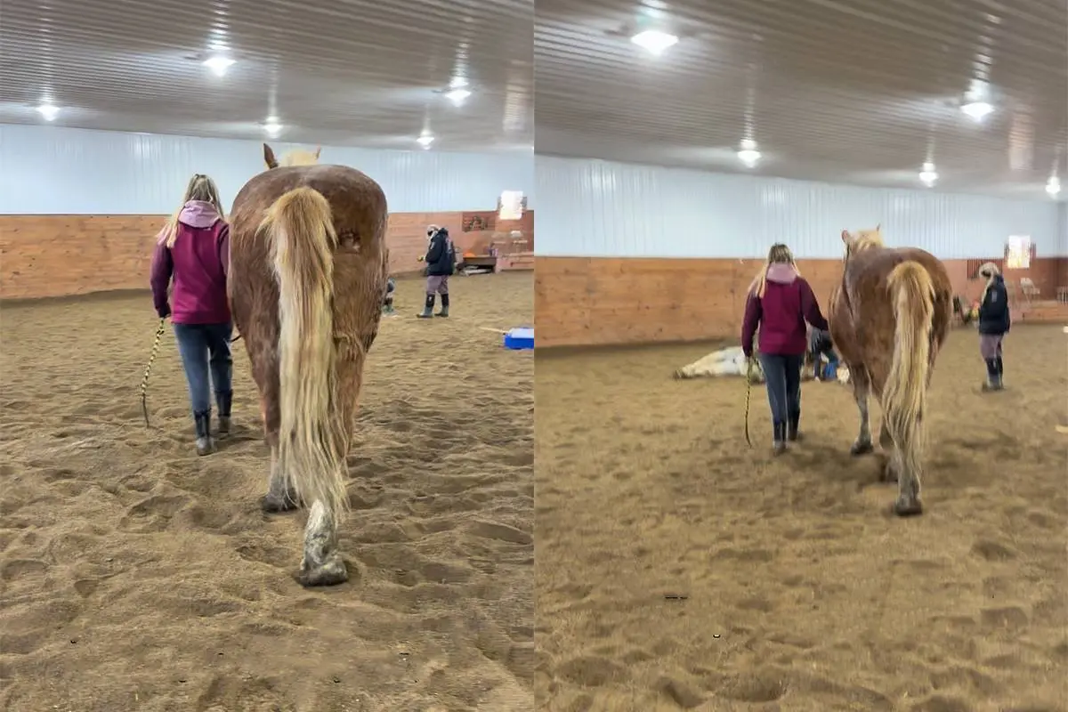 Paard mag rouwen om ander paard