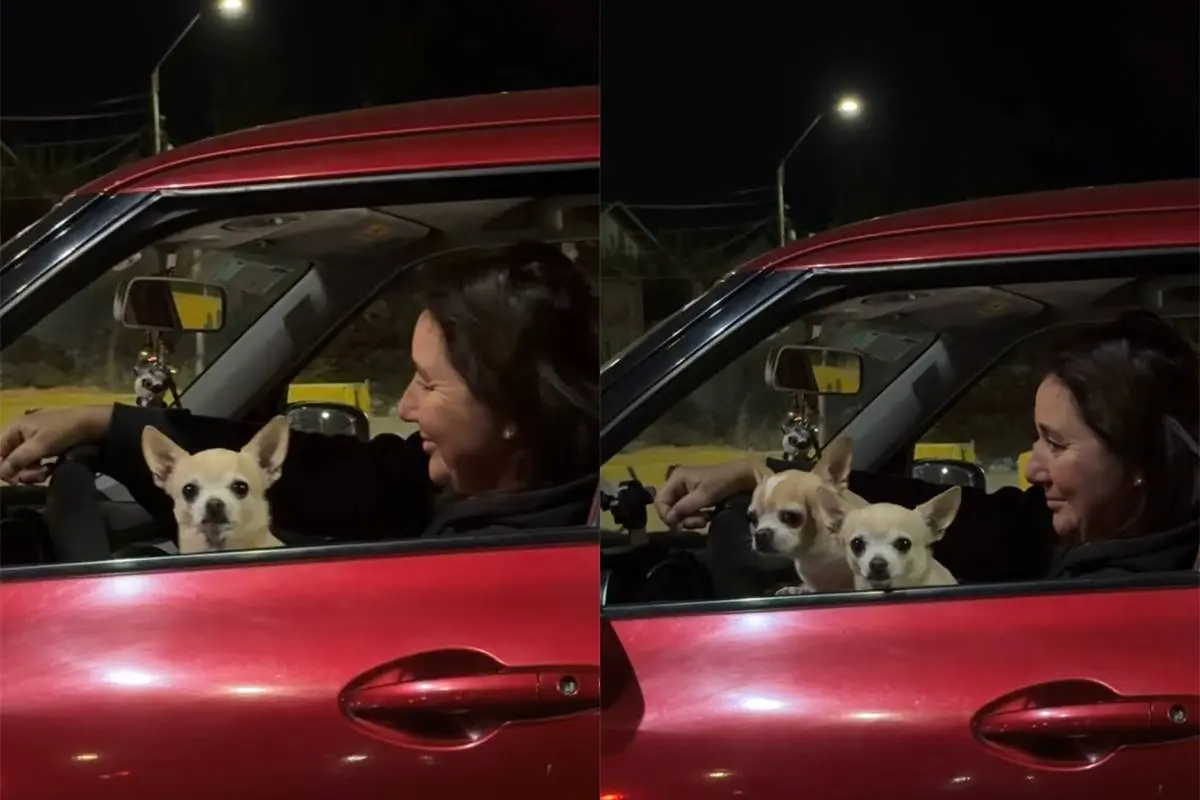 Vijf chihuahuas veroveren de wereld