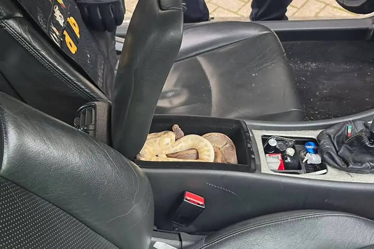 thumb_viraal__middenstuk_auto