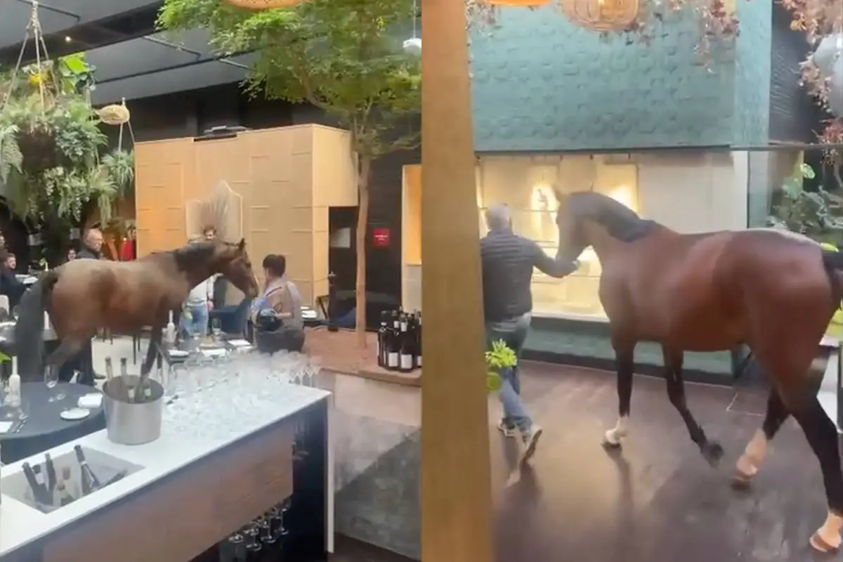 thuymb_viraal_paard_in_hotel