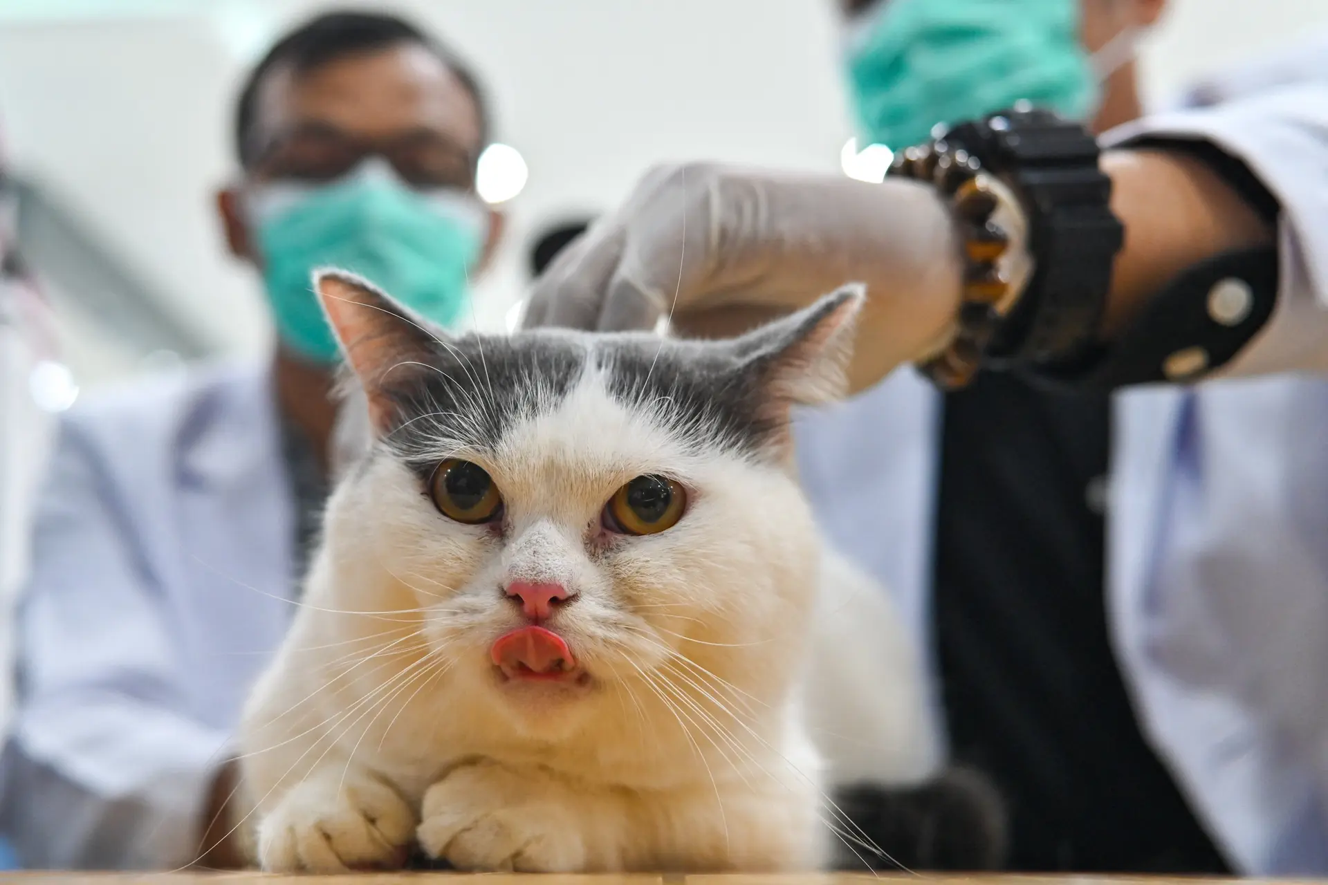 Dierenarts is peperduur, een vijfde van huisdierbezitters stelt behandeling uit: “Poes moest onnodig lijden”