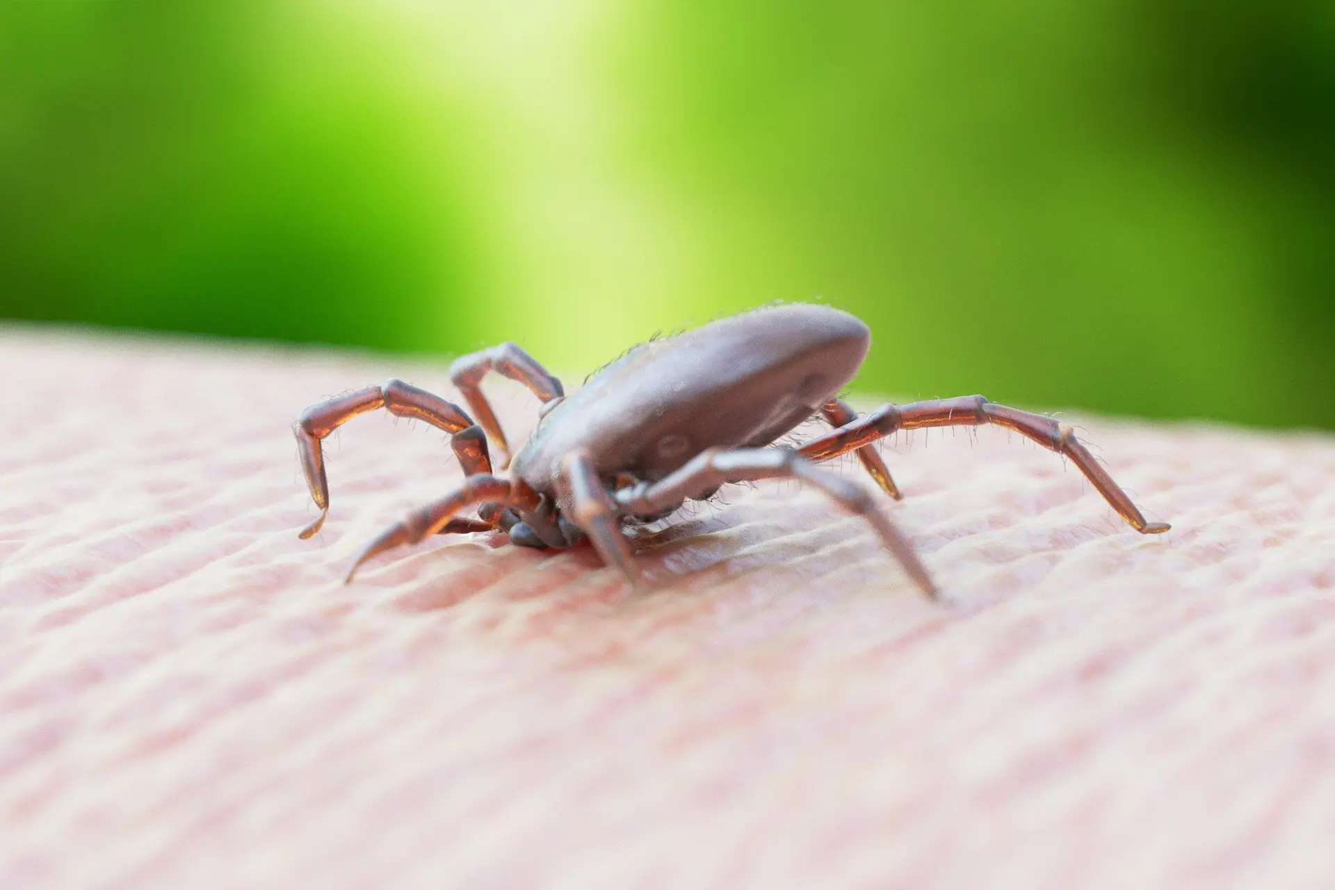 Wat zijn de symptomen van de ziekte van Lyme
