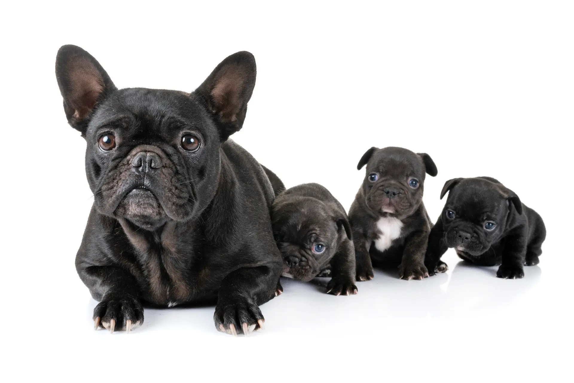 Dierenmishandeling: Voor het eerst een boete voor fokker Franse bulldogs