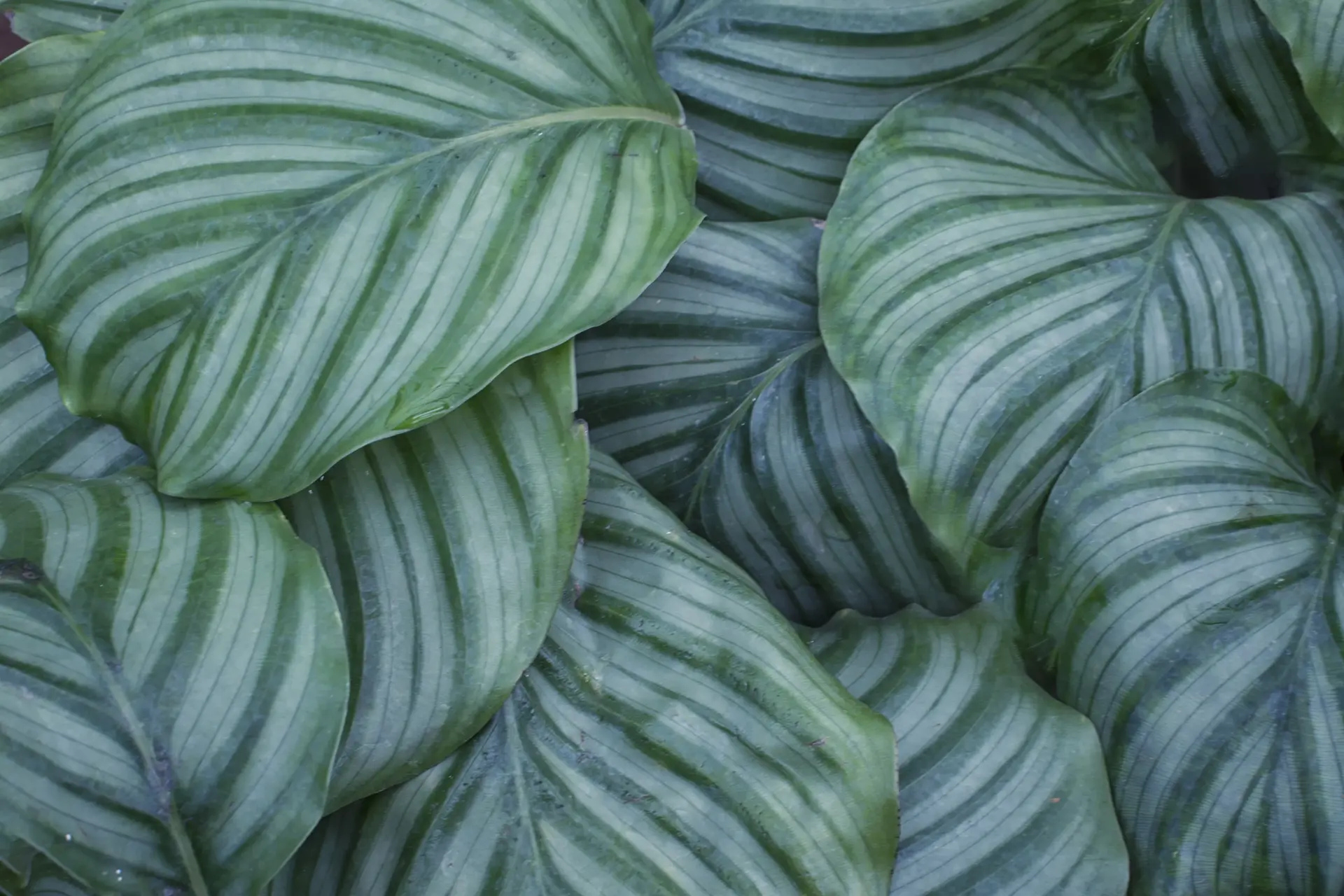 Zo zorg je ervoor dat de populaire Calathea-kamerplant floreert
