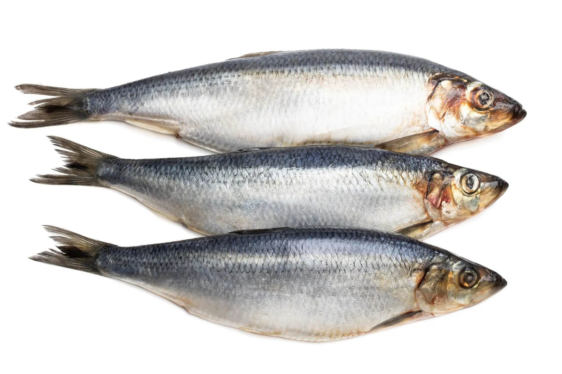 Drie vissen om vaak te eten, drie vissen om te mijden