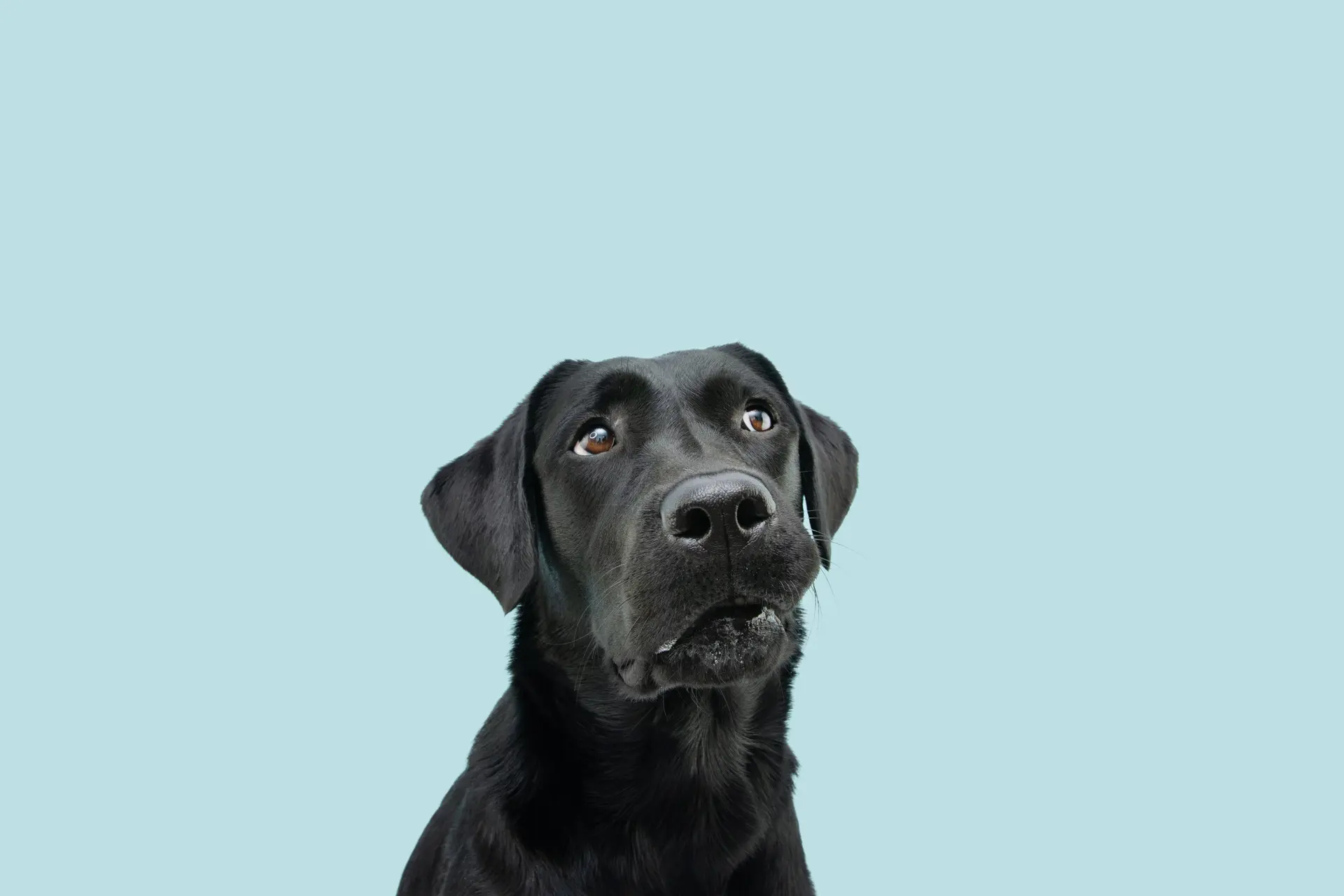 Je hond denkt van alles. Meer dan je denkt