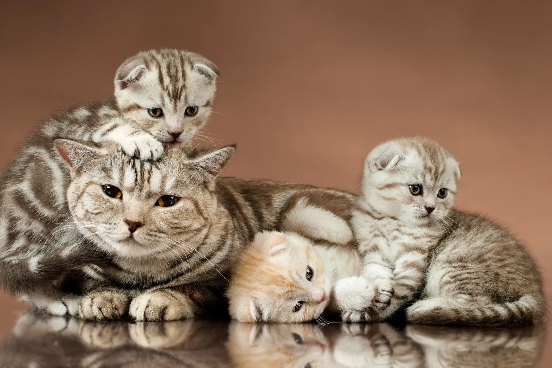 Kittens deze zomer extreem vaak gedumpt