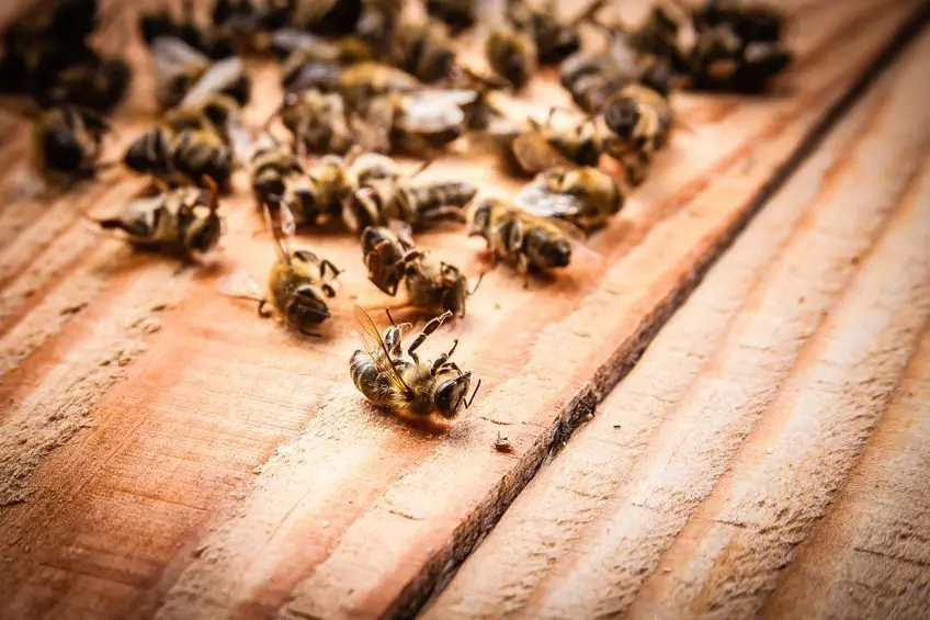 Honderdduizenden bijen dood door één kweker met kwaadaardig gif