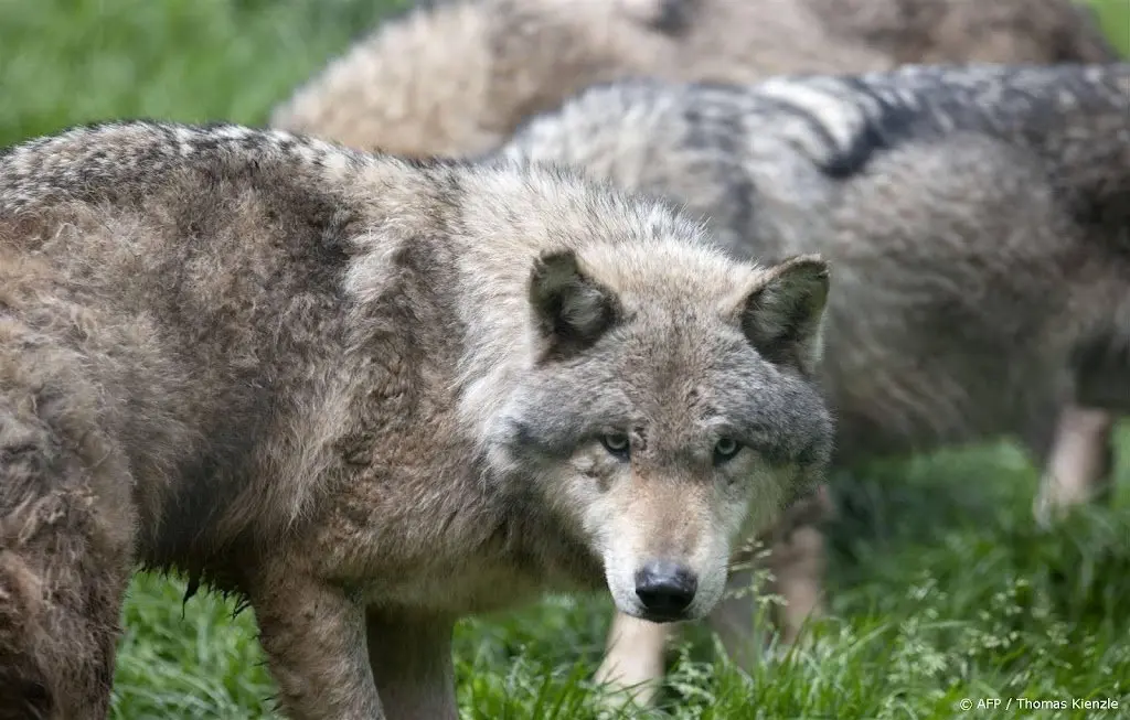 Unieke wildcamerabeelden: Veluwse wolf tilt grote prooien vakkundig over zwijnenraster