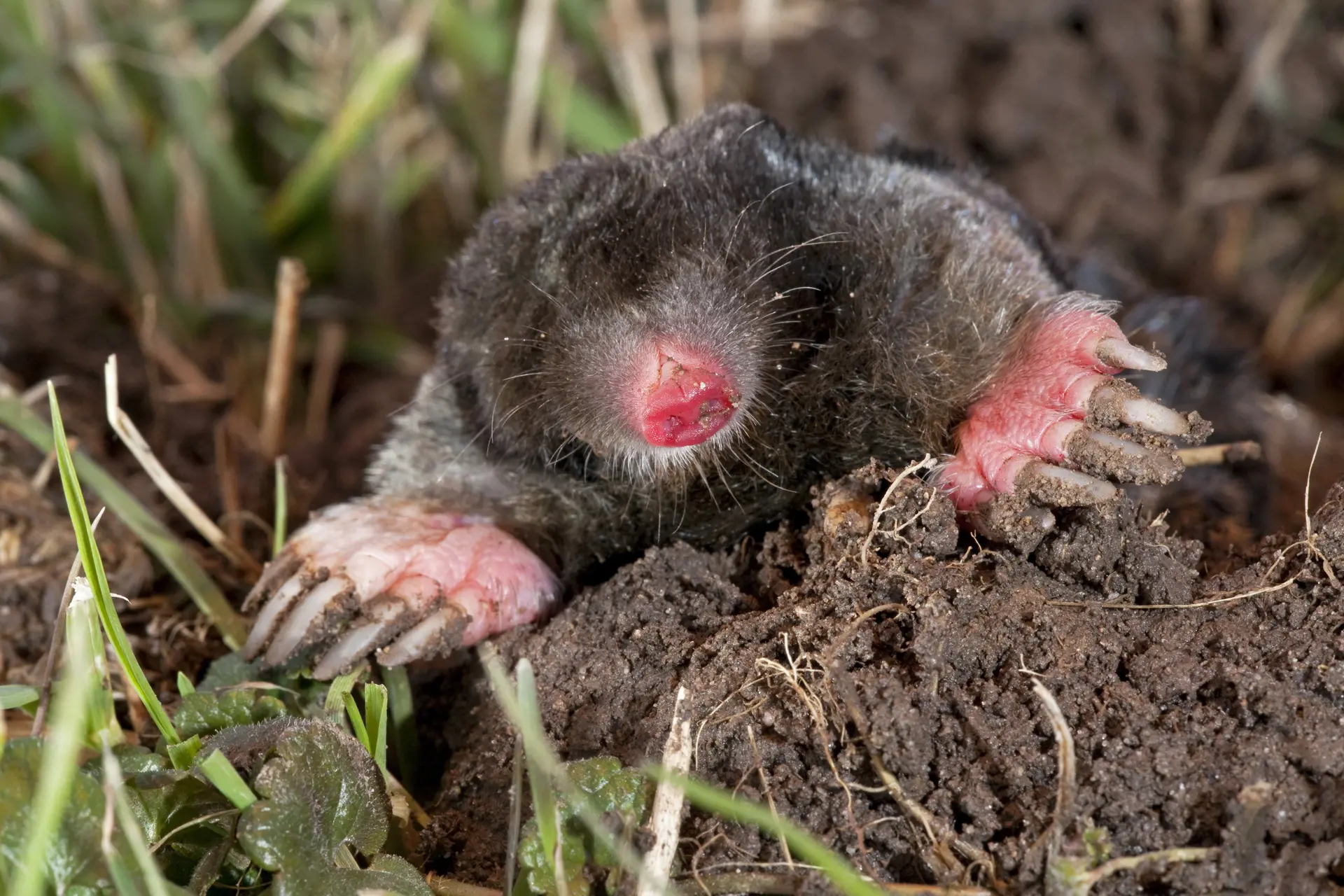 Last van mollen? "Er is maar één manier om nooit molshopen in je gazon te hebben"