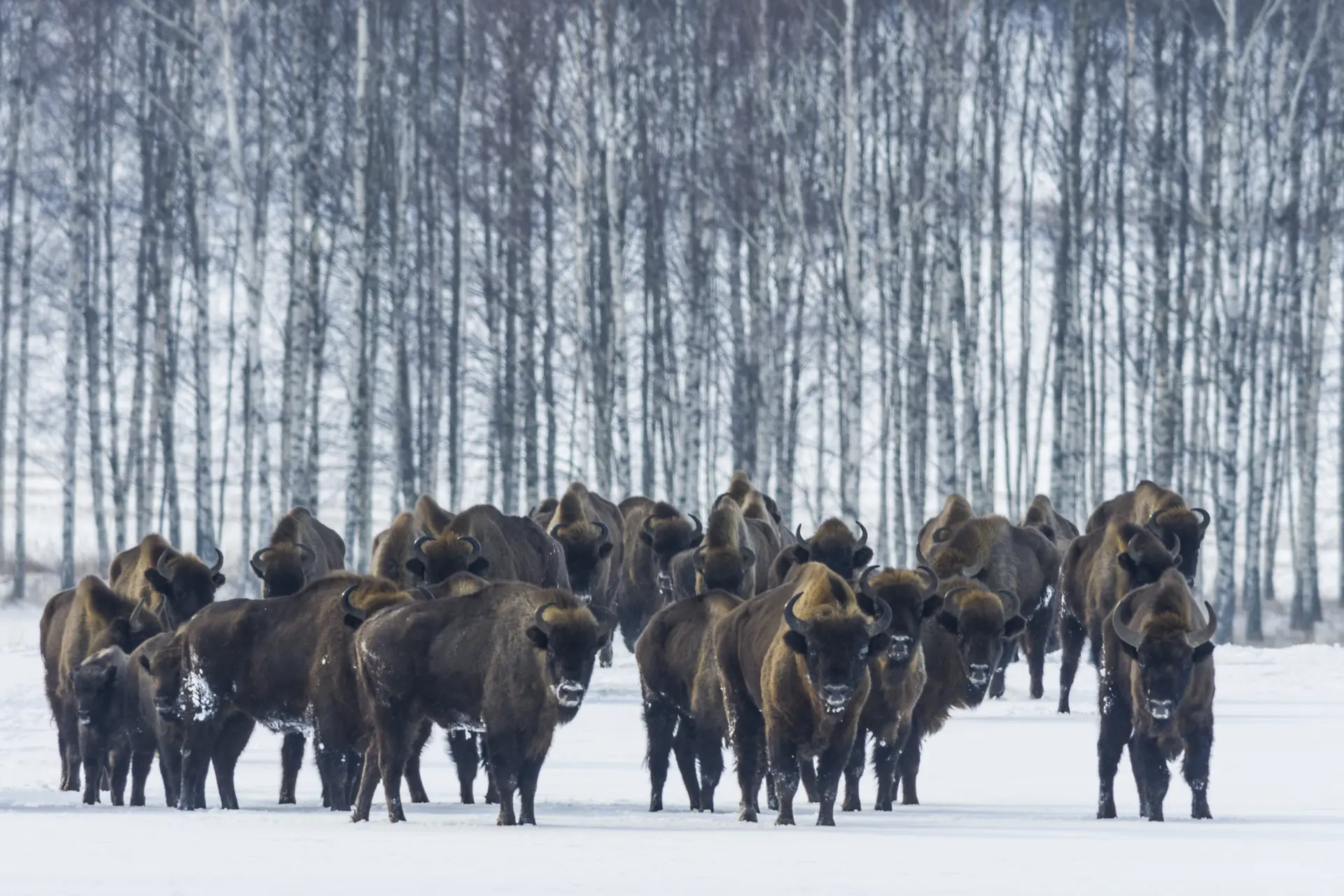 Zoogdieren zijn aan een comeback bezig in Europa: natuurbeleid werpt vruchten af