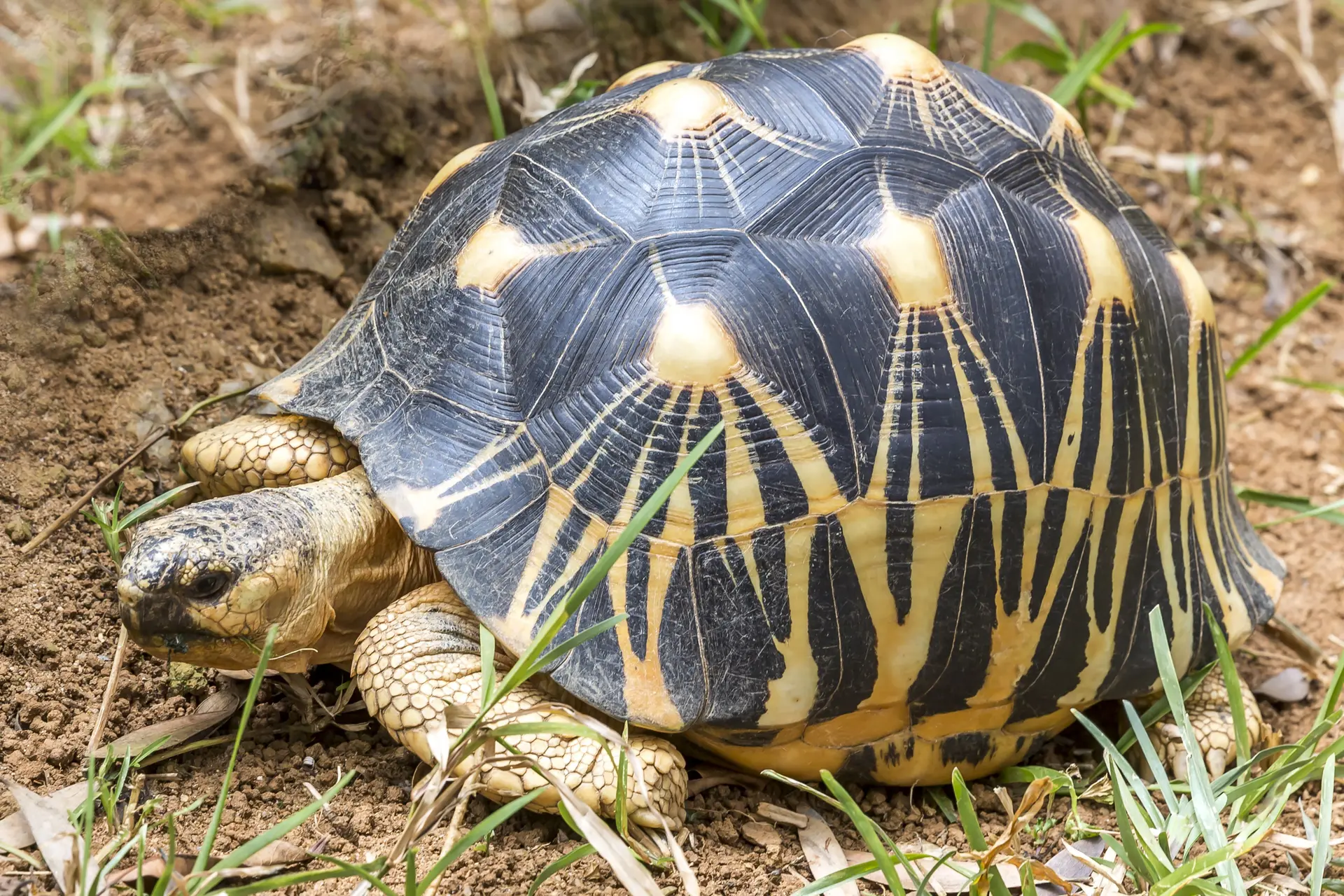Prachtige lichtgevende schildpad uit Madagaskar met uitsterven bedreigd