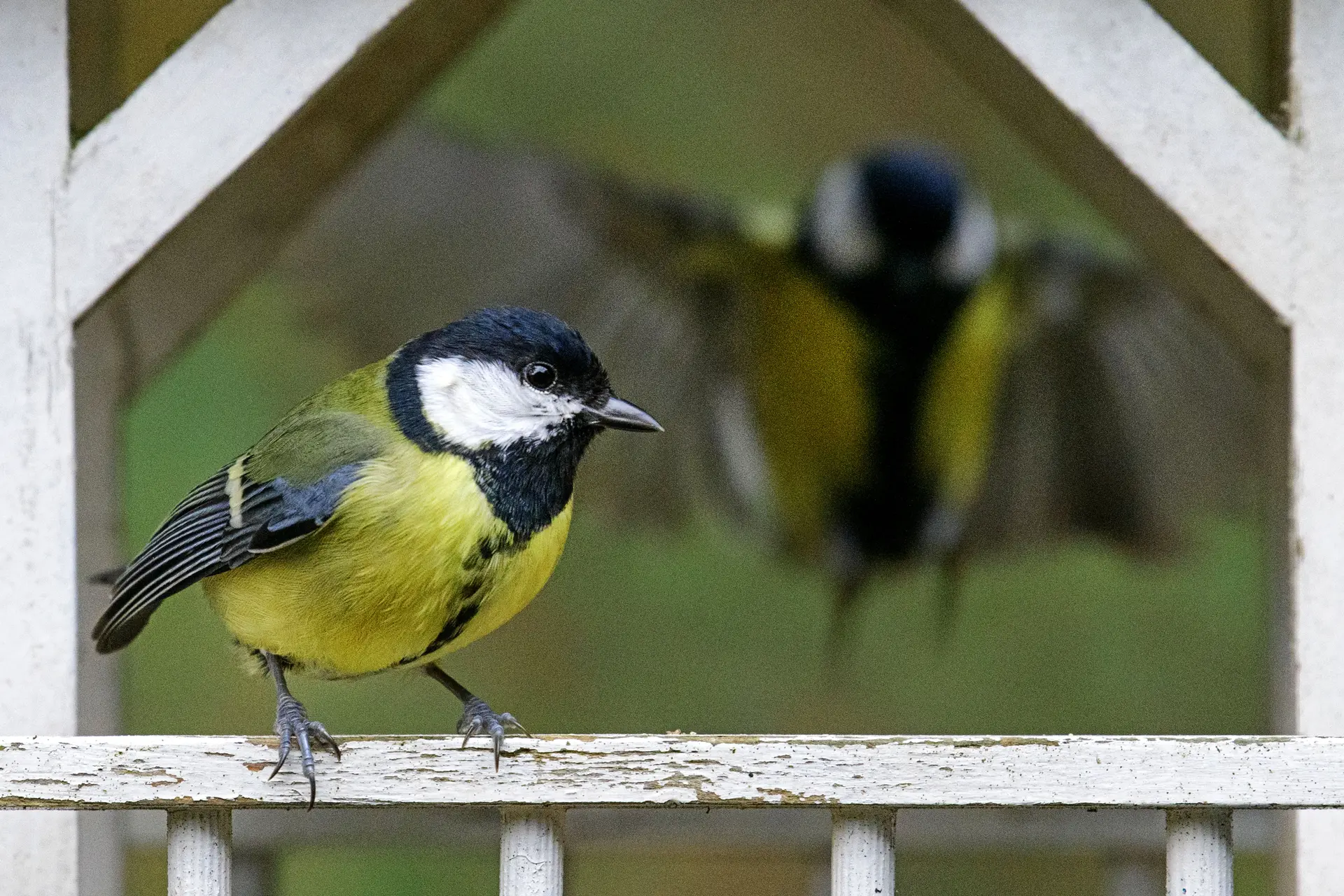 Dit is waarom je geen vetbolletjes moet ophangen voor vogeltjes. Zo help je vogels wél