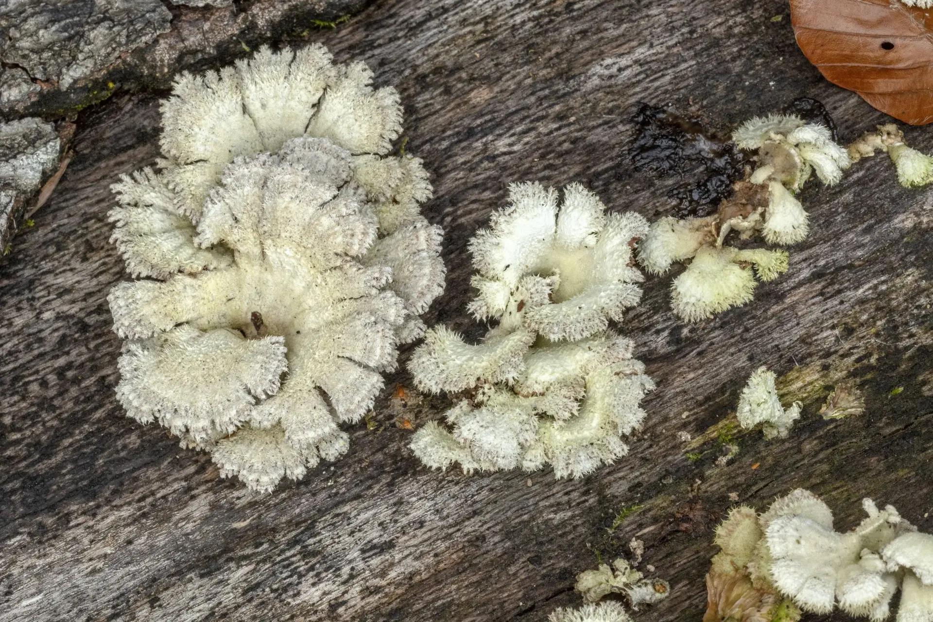Wetenschapper: 'Paddenstoelen communiceren met elkaar in wel 50 woorden'