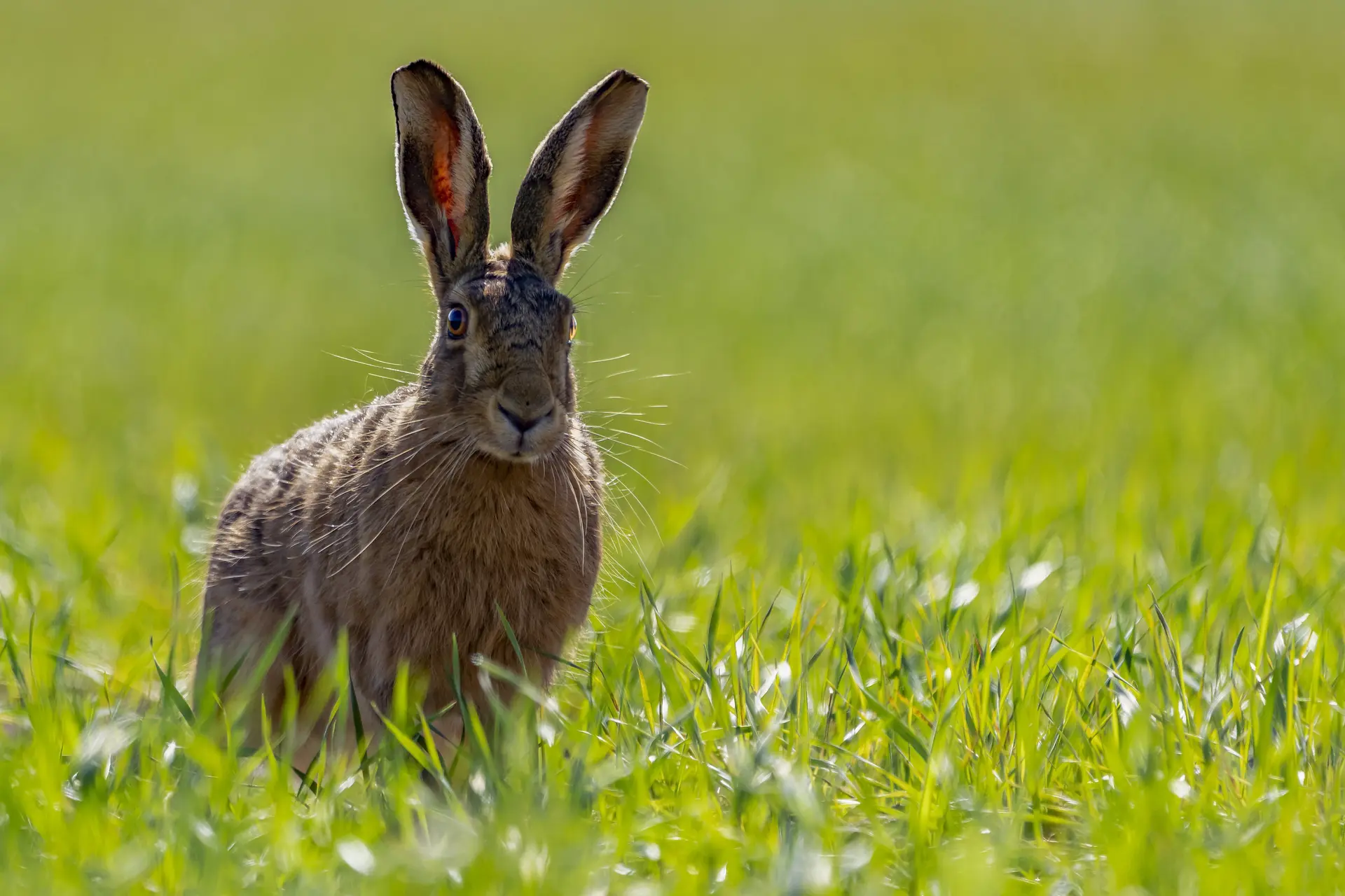 Langere oren, grotere snavels: dieren veranderen door de opwarming van de aarde