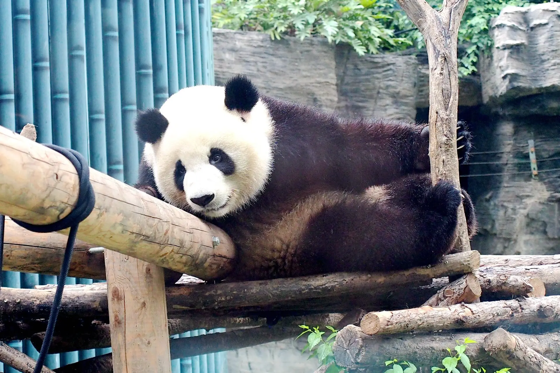 Goed nieuws: de panda is niet langer een bedreigde diersoort