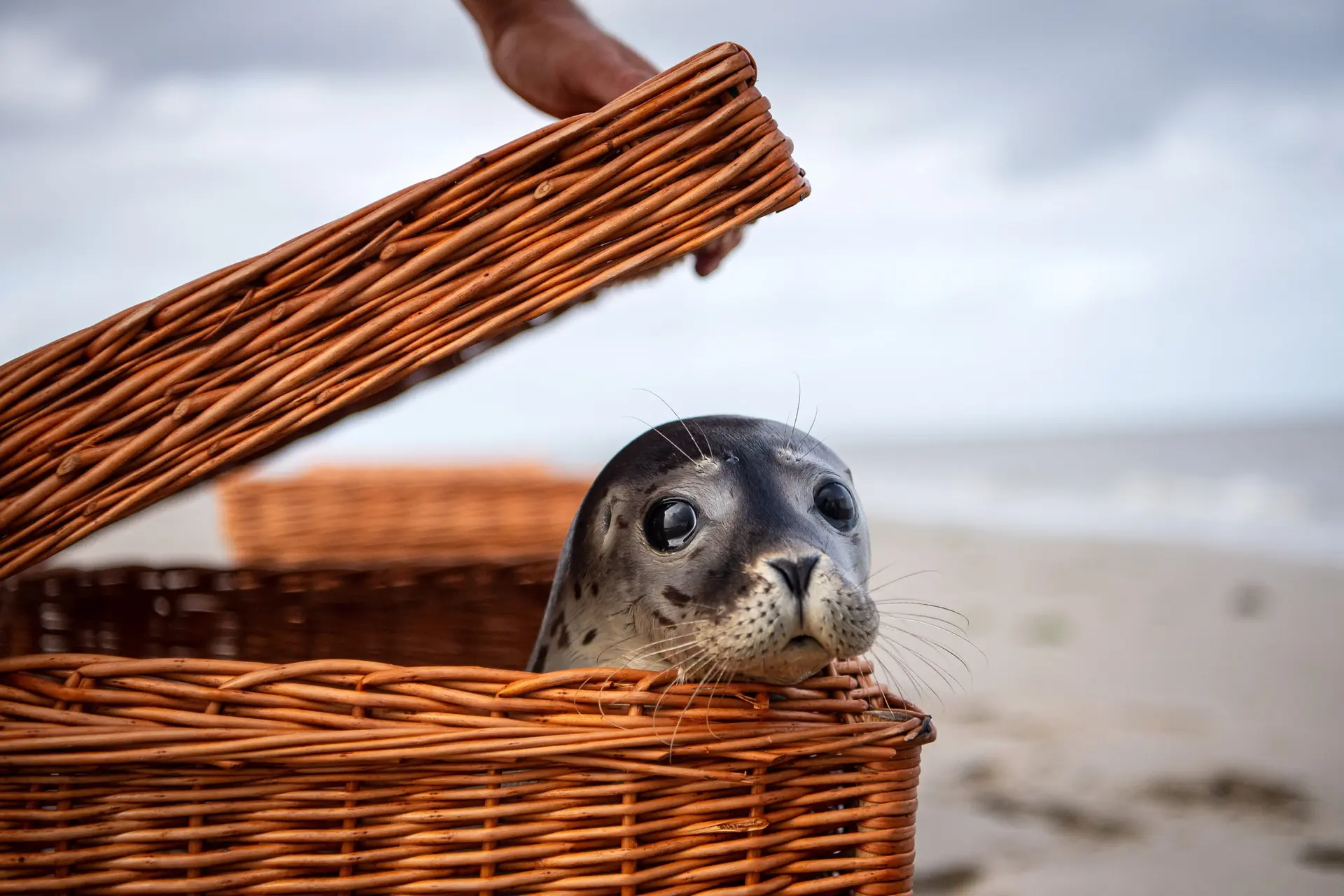 Zeehond breekt in in Nieuw-Zeelands huis, traumatiseert kat en hangt rond op de bank