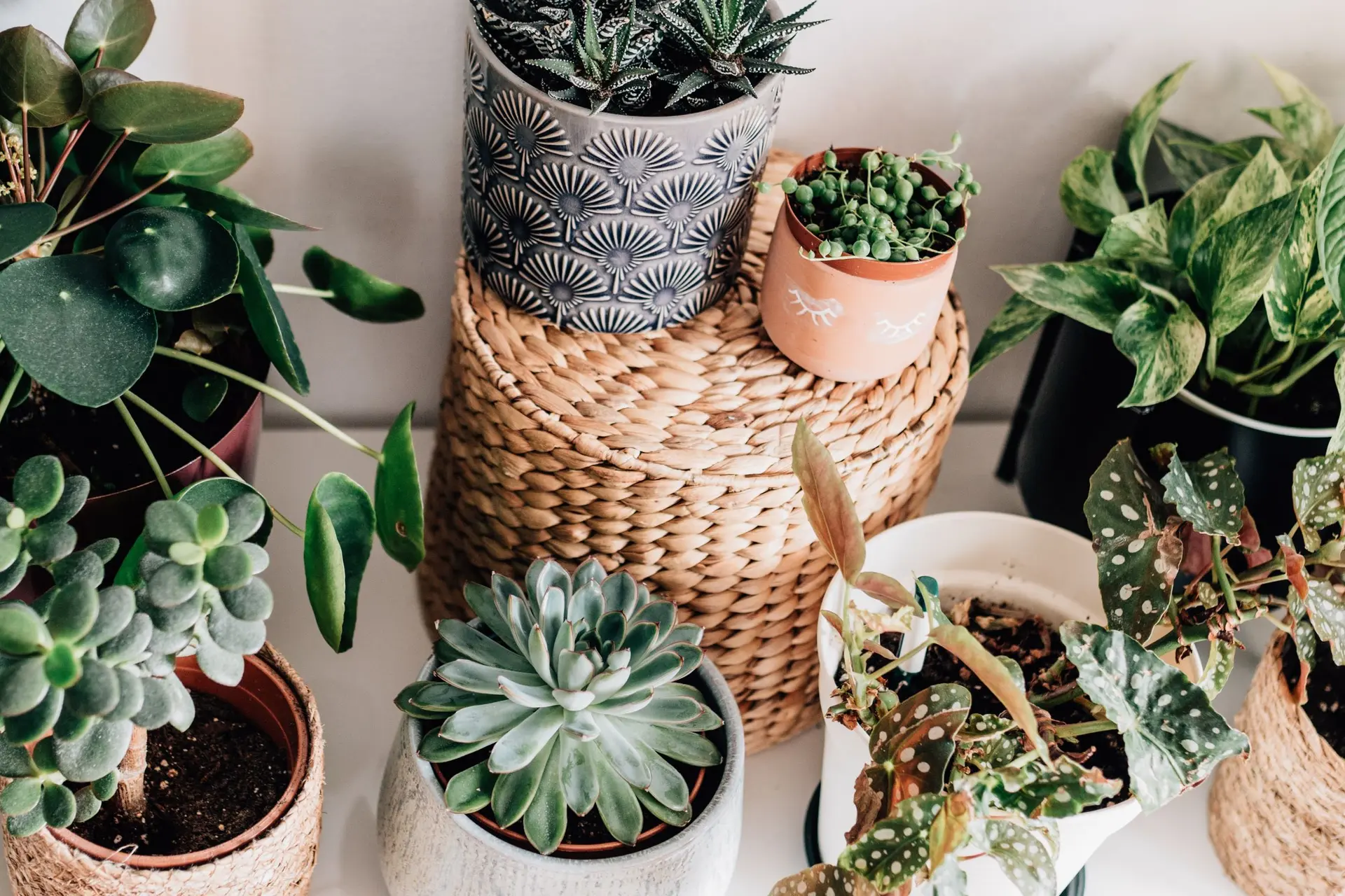 6 tips waardoor je planten jouw vakantie overleven