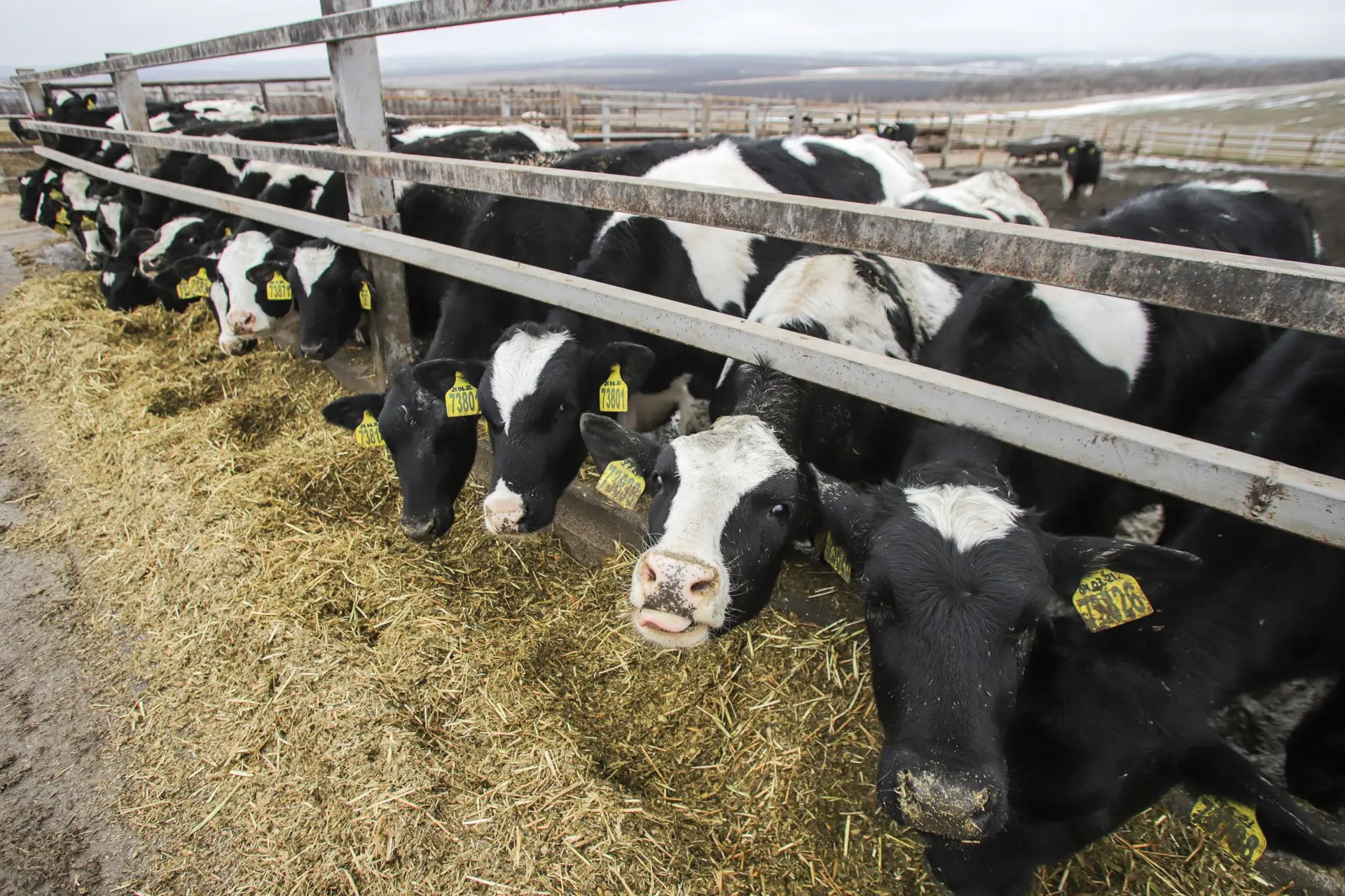Kabinet: veestapel moet met 30 procent krimpen