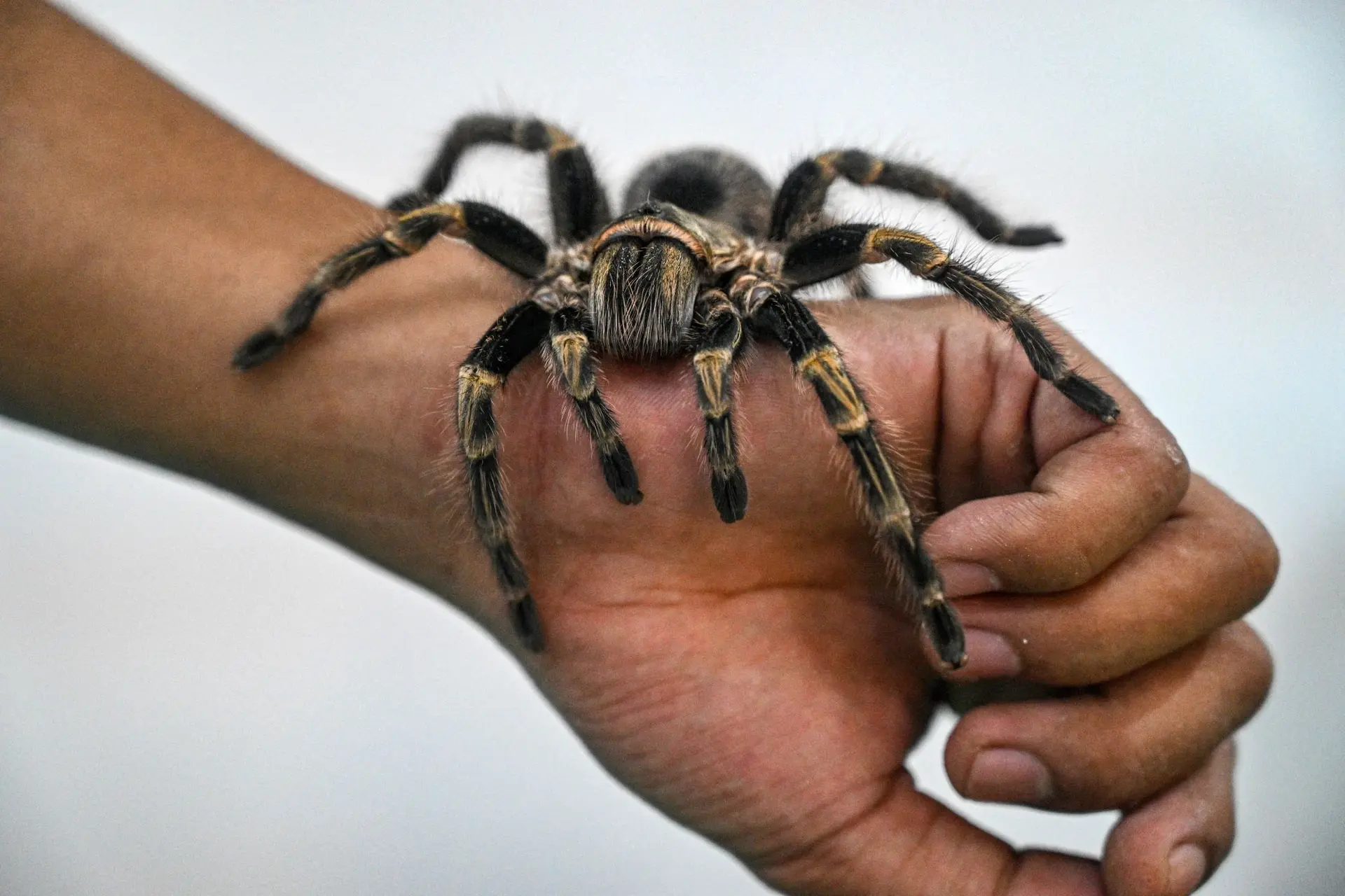 Krankzinnige beelden: Chinese vrouw eet levende tarantula's met smaak op