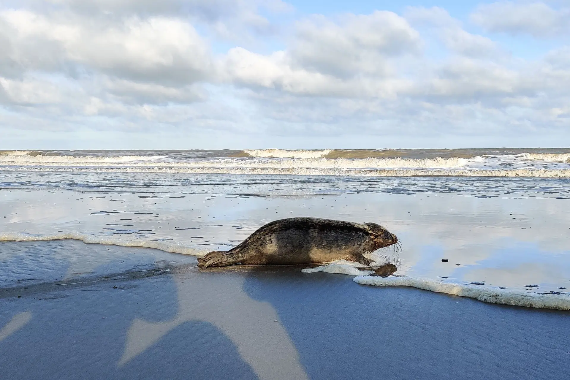 Zeehonden zonnen aan de Noordzeestranden: Waar kun je ze spotten tijdens een wandeling?
