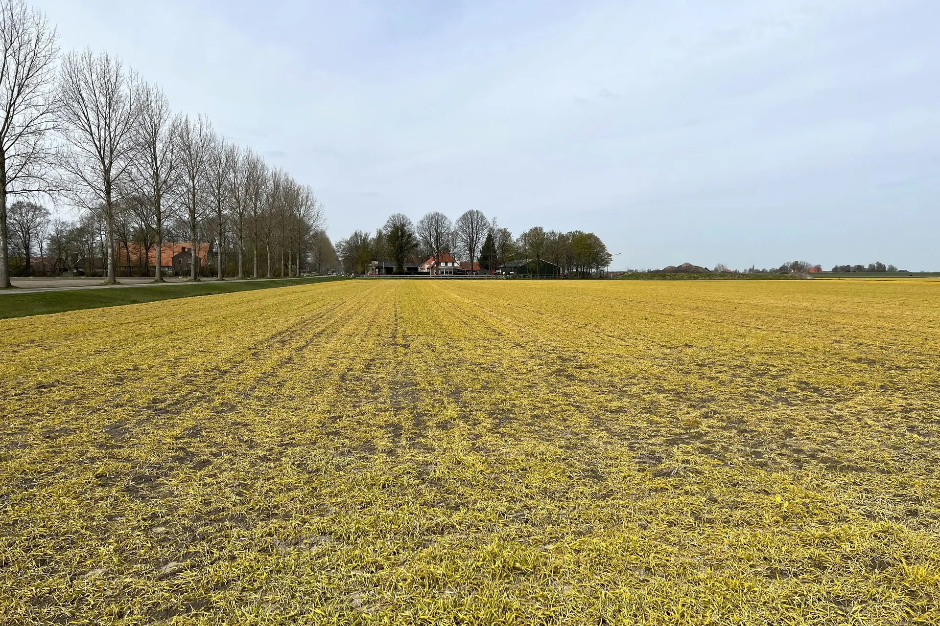 Geelbruine akkers door landbouwgif: 'Waarschijnlijk kankerverwekkende' glyfosaat volop gebruikt
