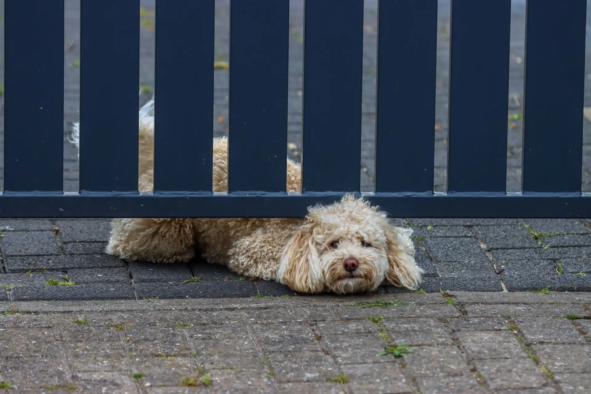 Zo voelt je hond zich minder eenzaam als hij alleen thuis is