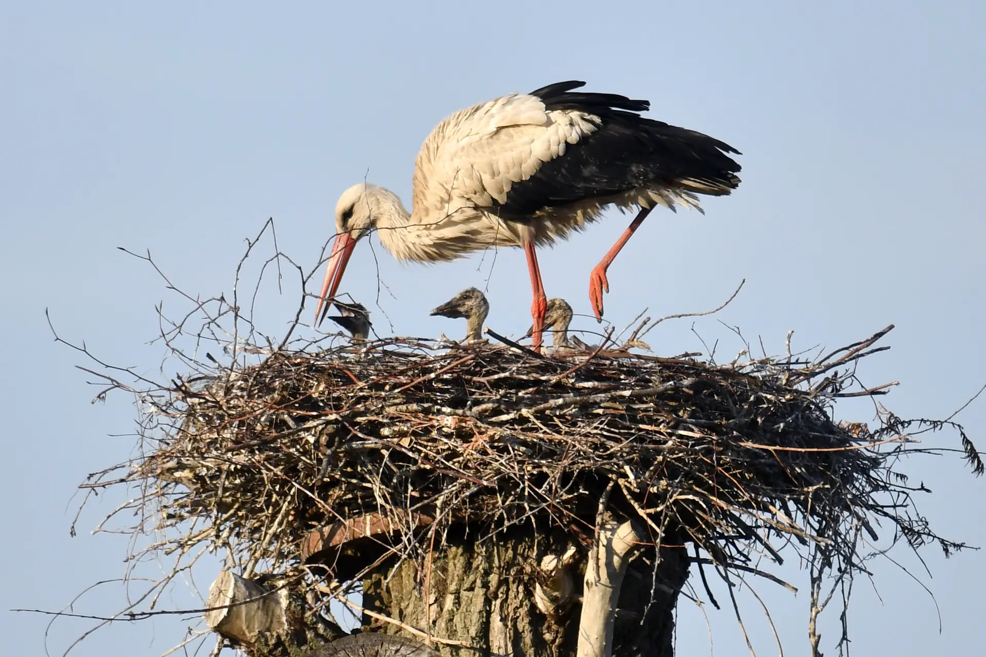 Schokkende beelden uit de natuur: moeder ooievaar gooit zwak kuiken uit het nest