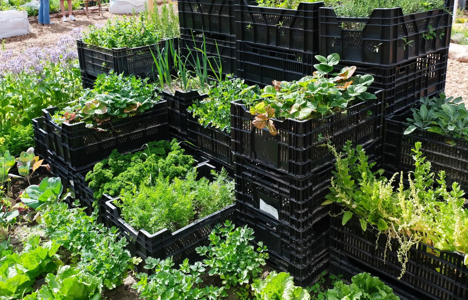 Ben jij een moestuinbeginner? Deze vier soorten groente en fruit kunnen (bijna) niet mislukken