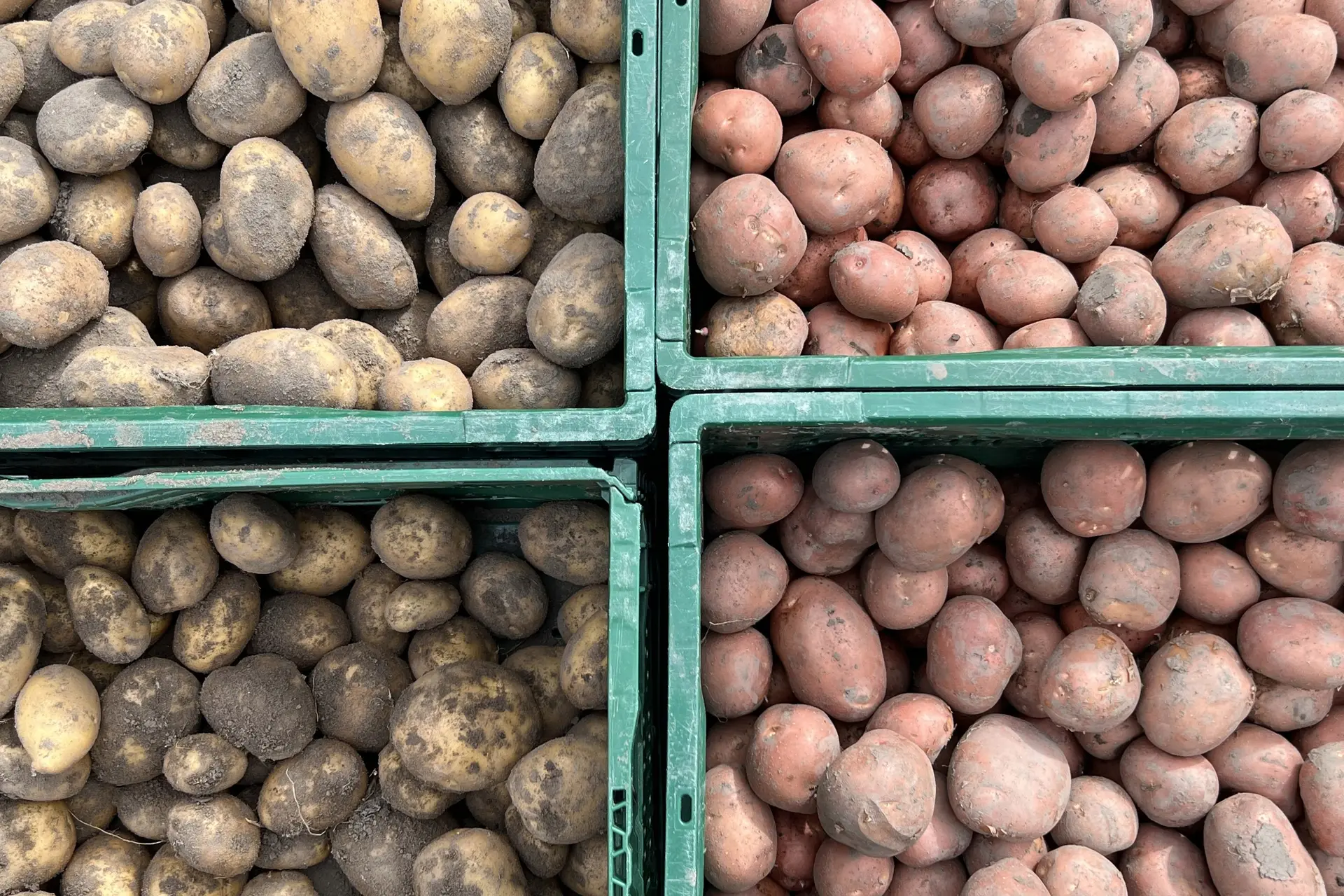 Hoe voorkom je uitlopers en kun je aardappelen dan nog in de pan gooien?