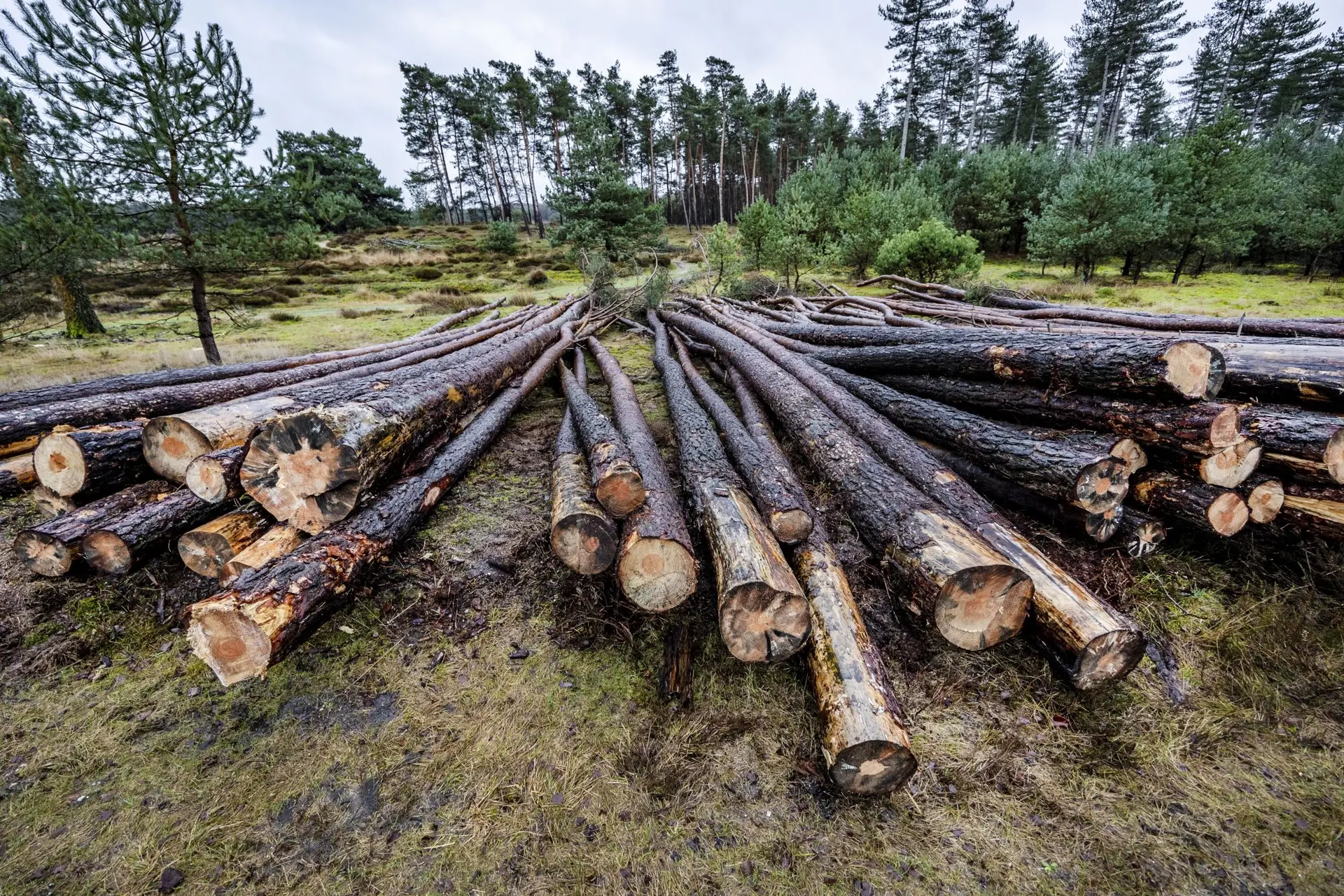 40 procent van de planten wordt met uitsterven bedreigd: hoe zit dat met dieren?
